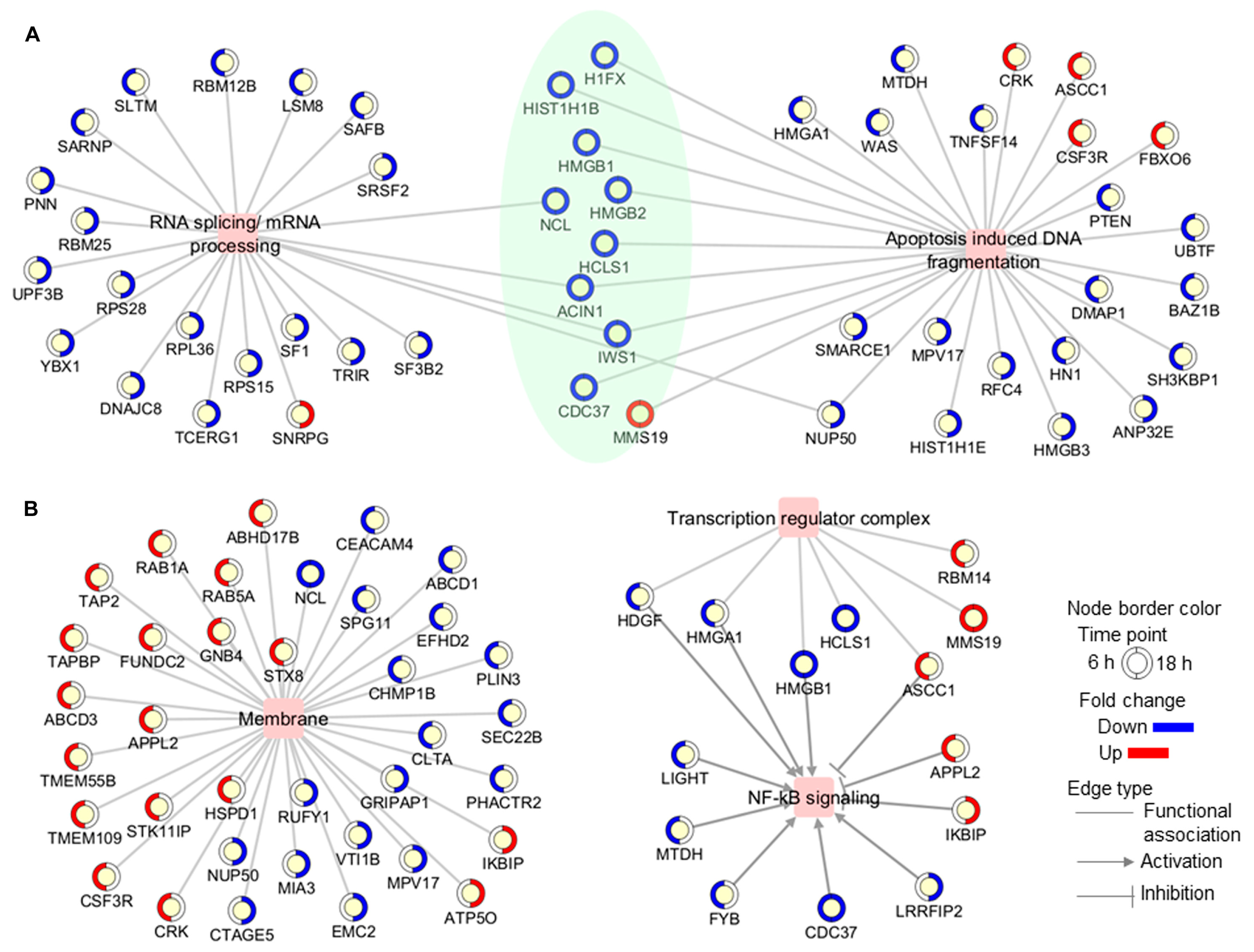 Biomedicines 12 02740 g003