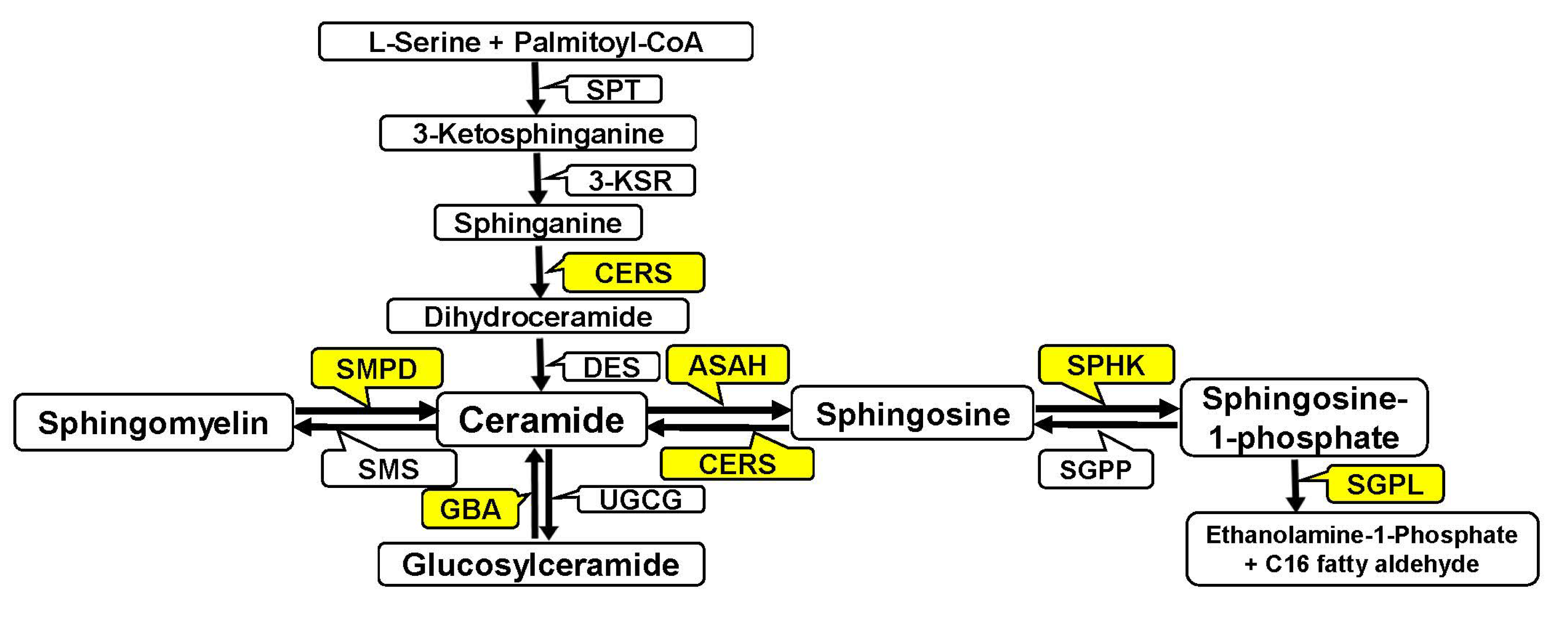 Biomedicines 12 02843 g001 Biomedicines 12 02843 g001