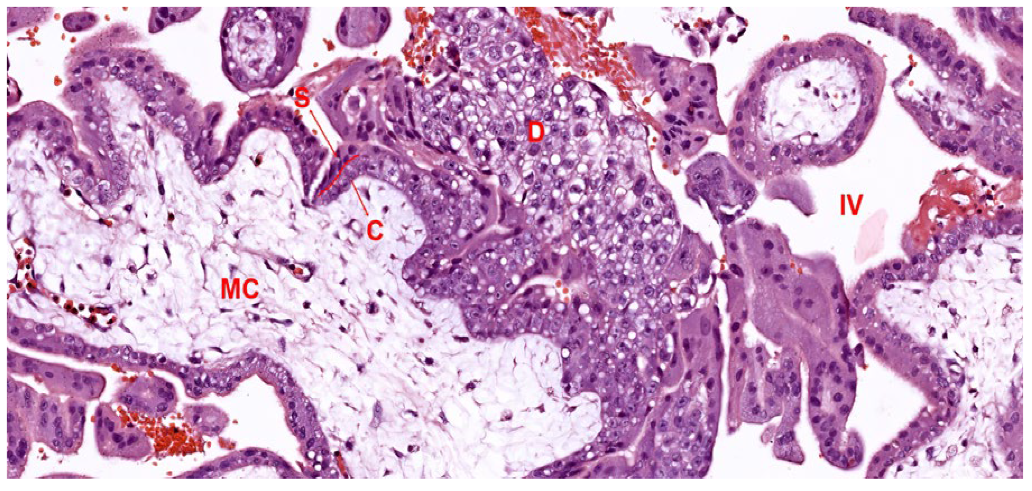 Biomedicines 12 02908 g003