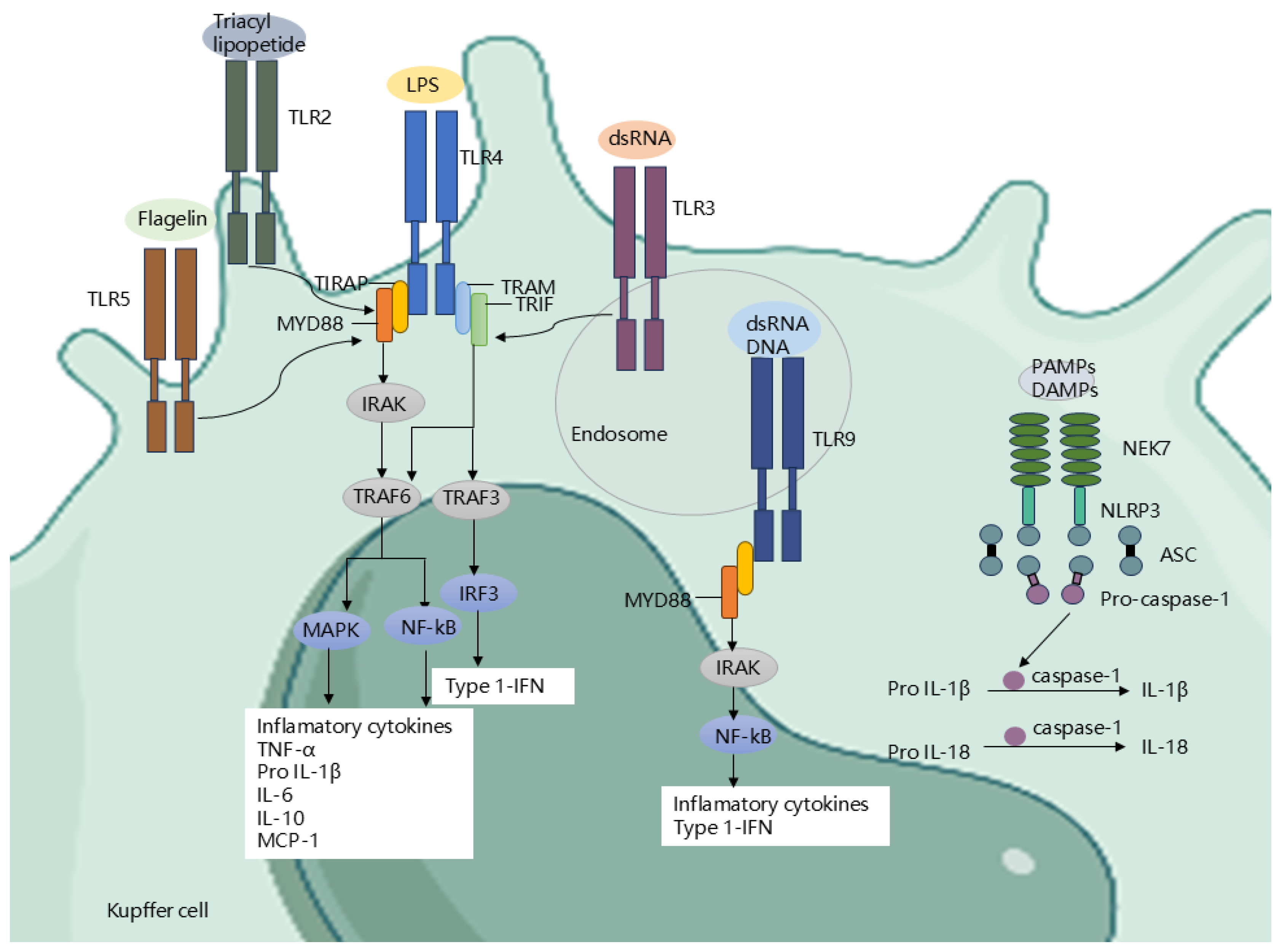 Biomedicines 13 00074 g003 Biomedicines 13 00074 g003