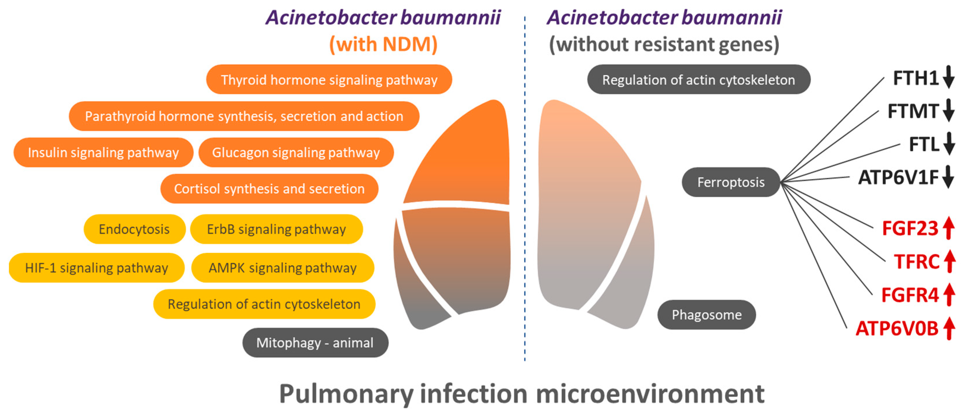 Biomedicines 13 00142 g005