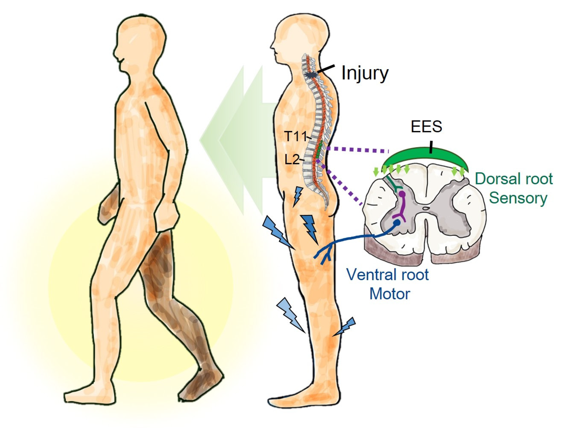 Biomedicines 13 00155 g001 Biomedicines 13 00155 g001