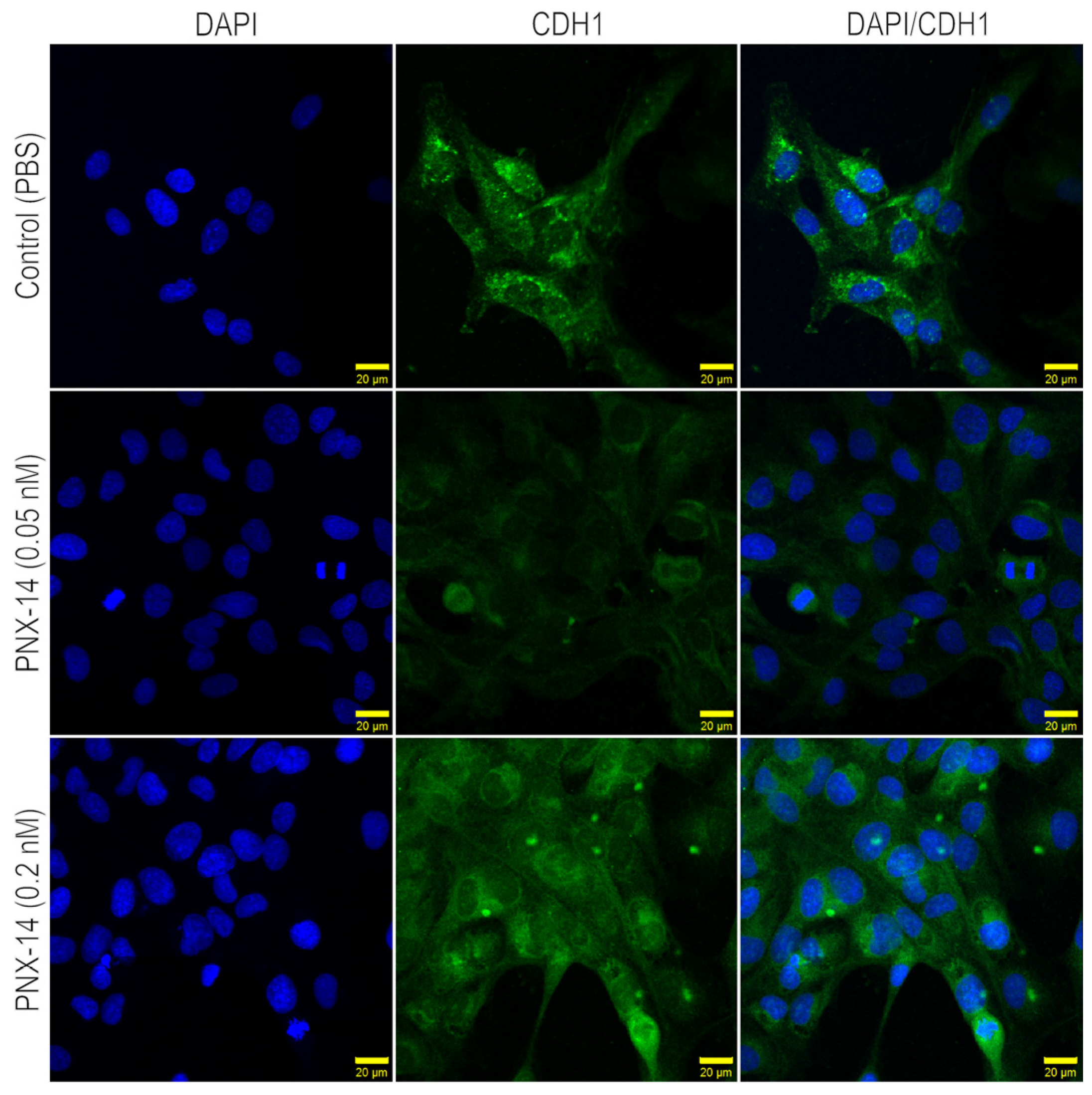 Biomedicines 13 00158 g002