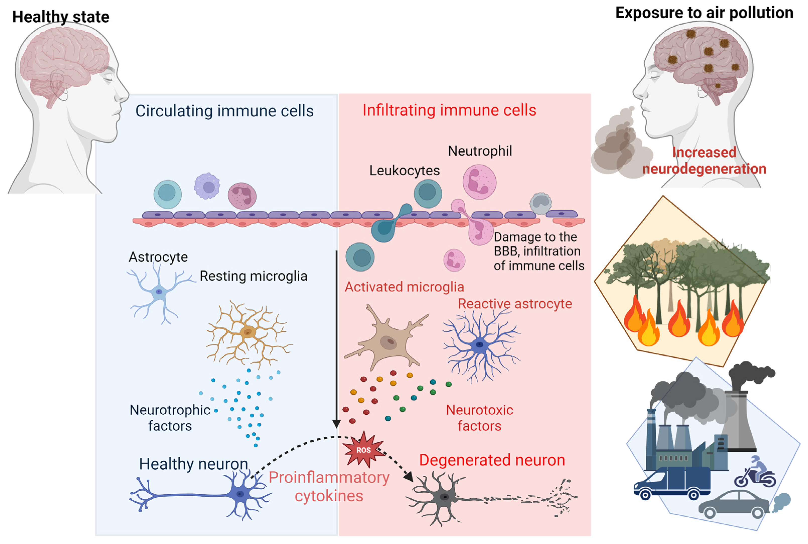 Biomedicines 13 00246 g003