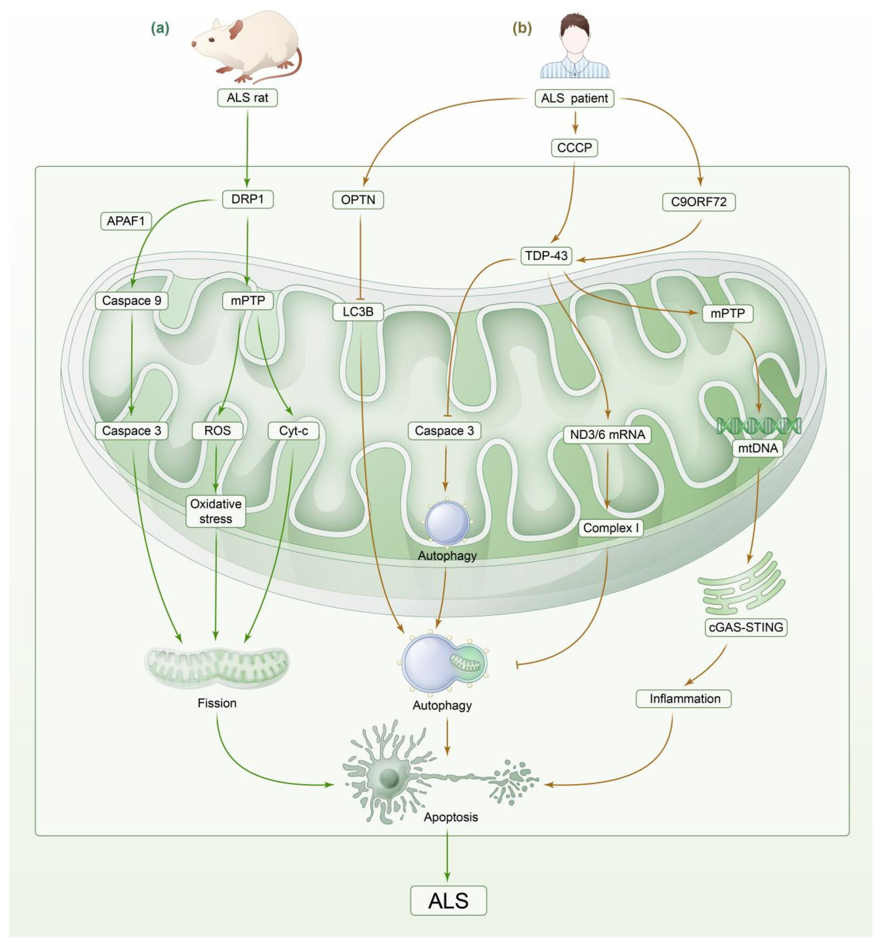 Biomedicines 13 00327 g003
