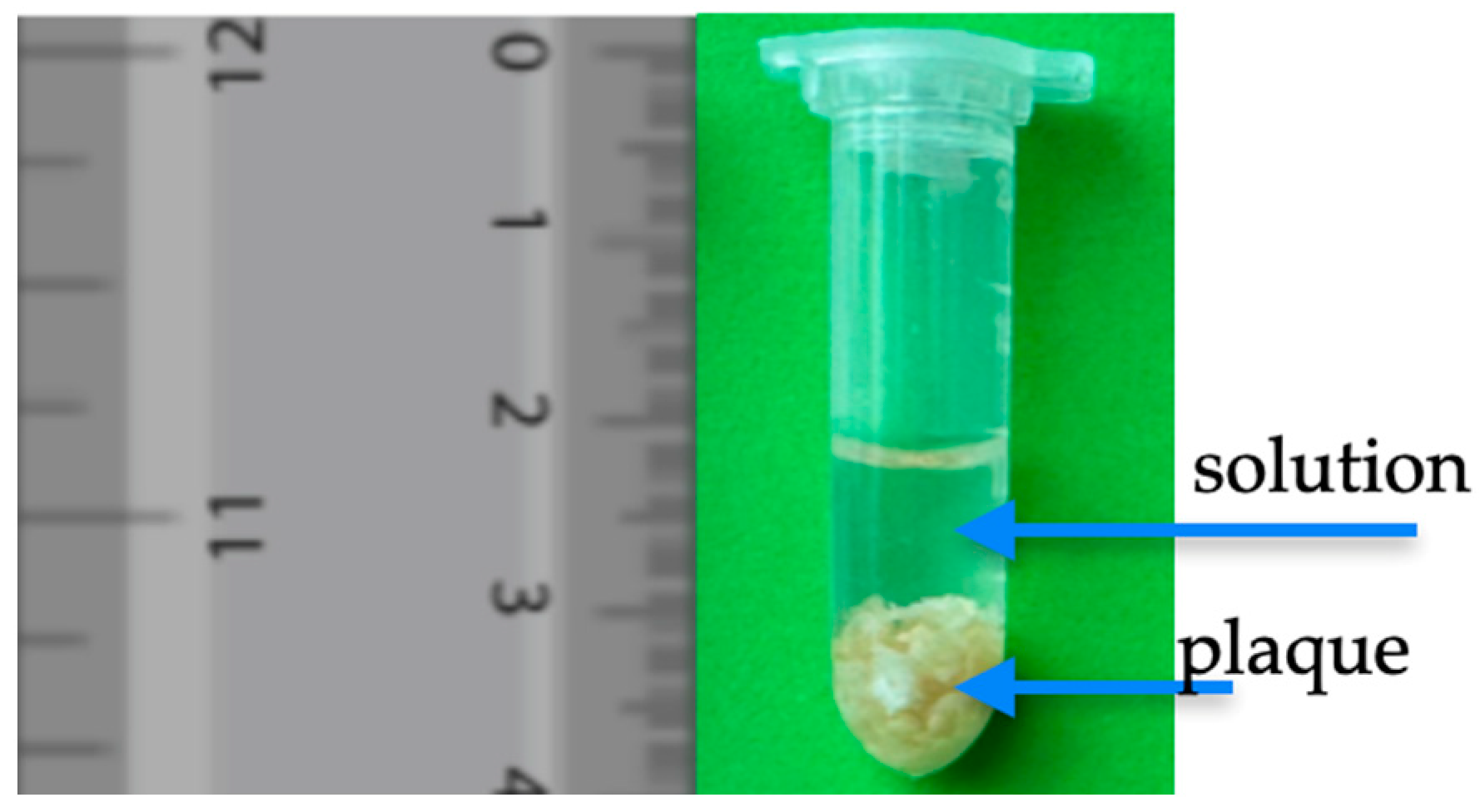 Biomedicines 13 00399 g002 Biomedicines 13 00399 g002