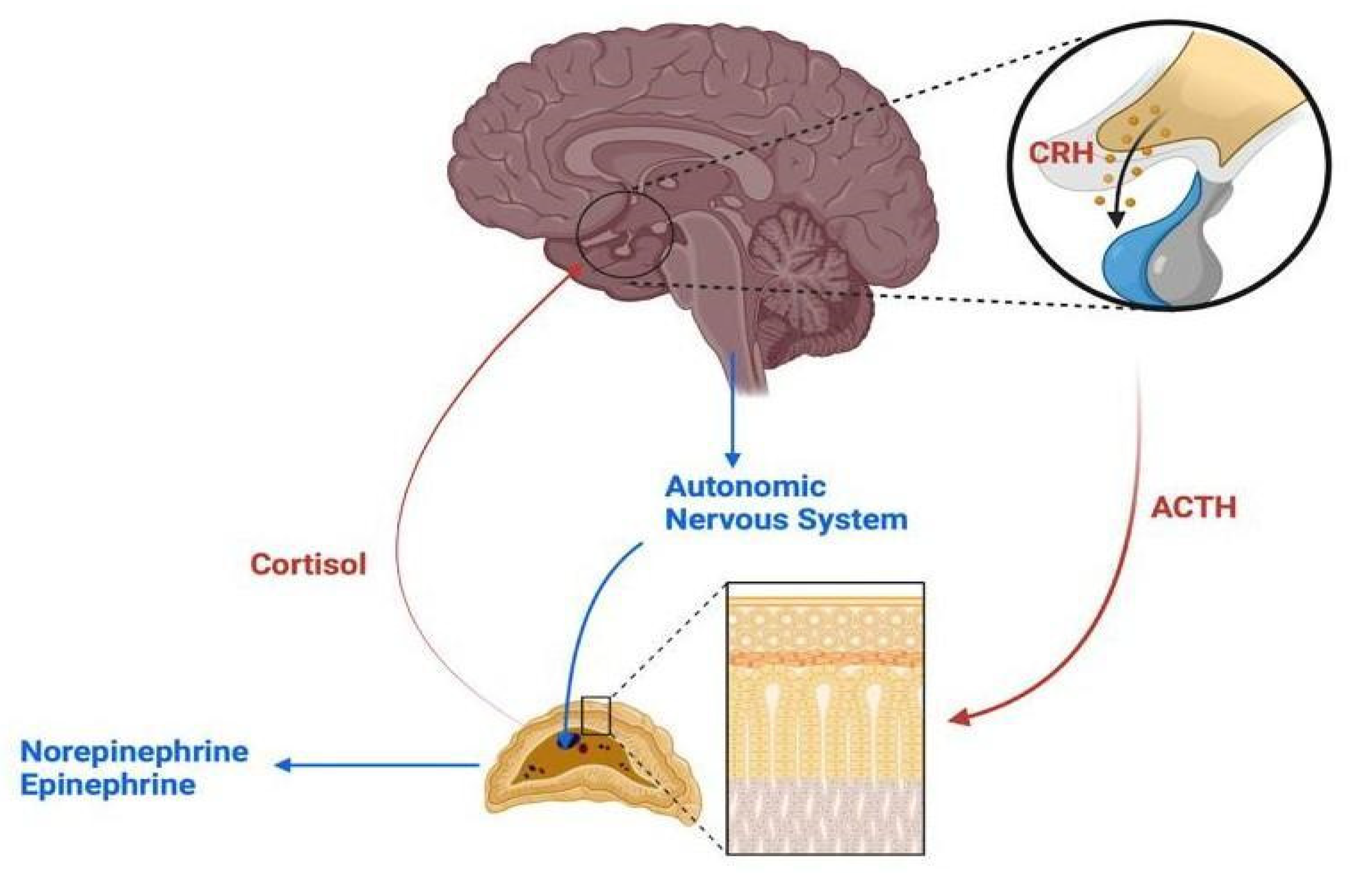 Biomedicines 13 00463 g001 Biomedicines 13 00463 g001