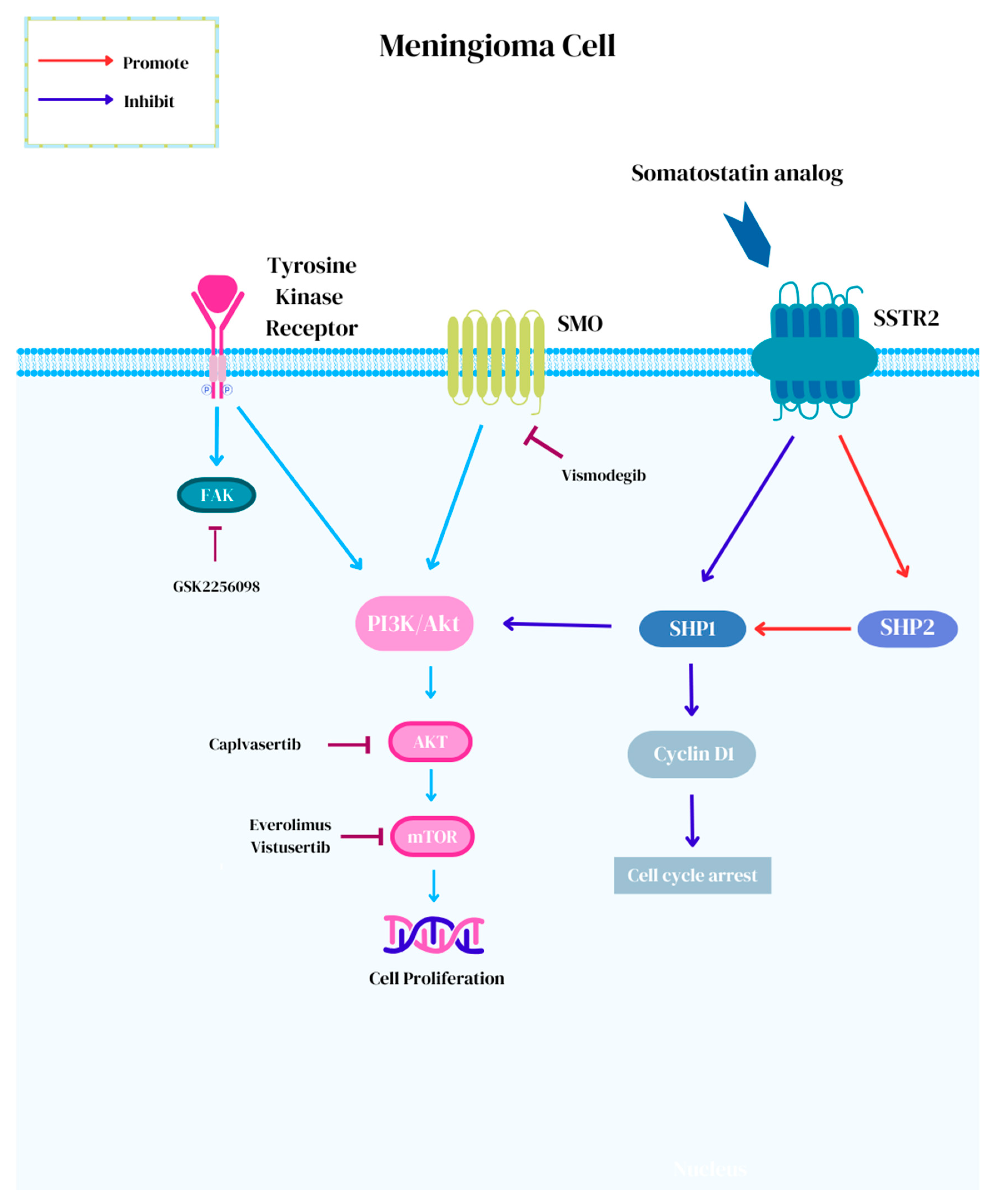Biomedicines 13 00659 g001