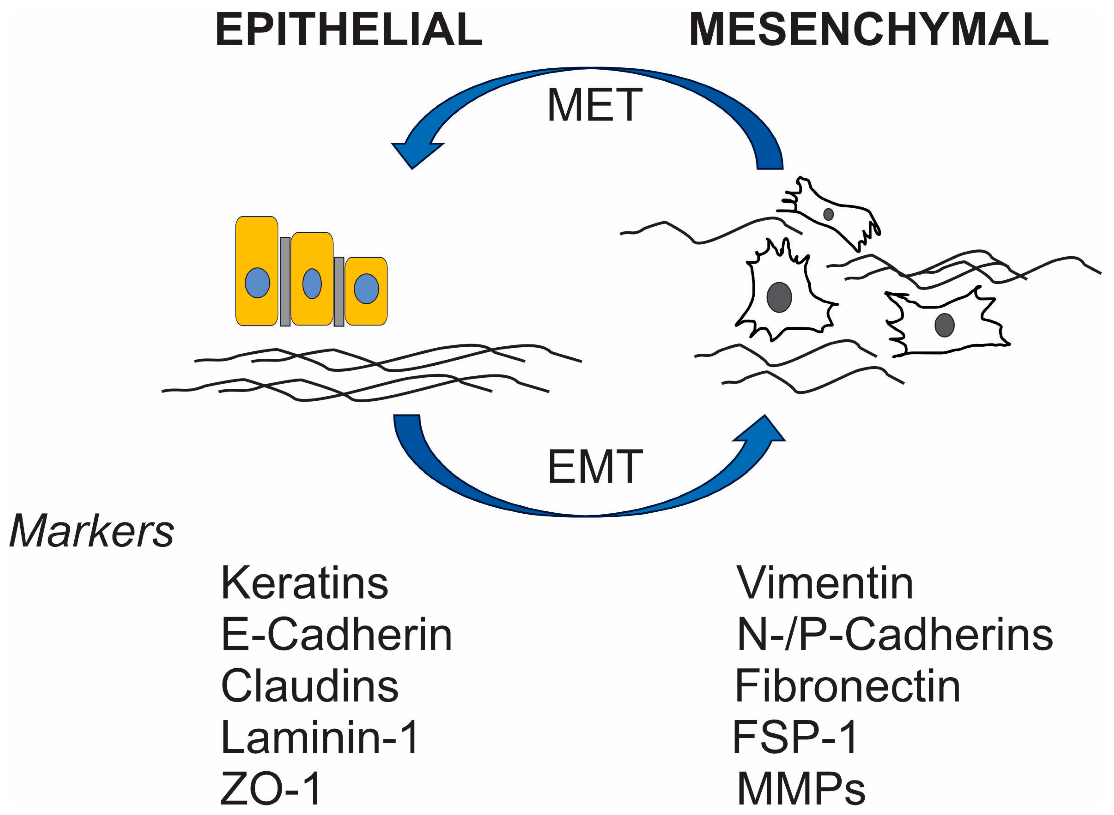 Biomedicines 13 00664 g001