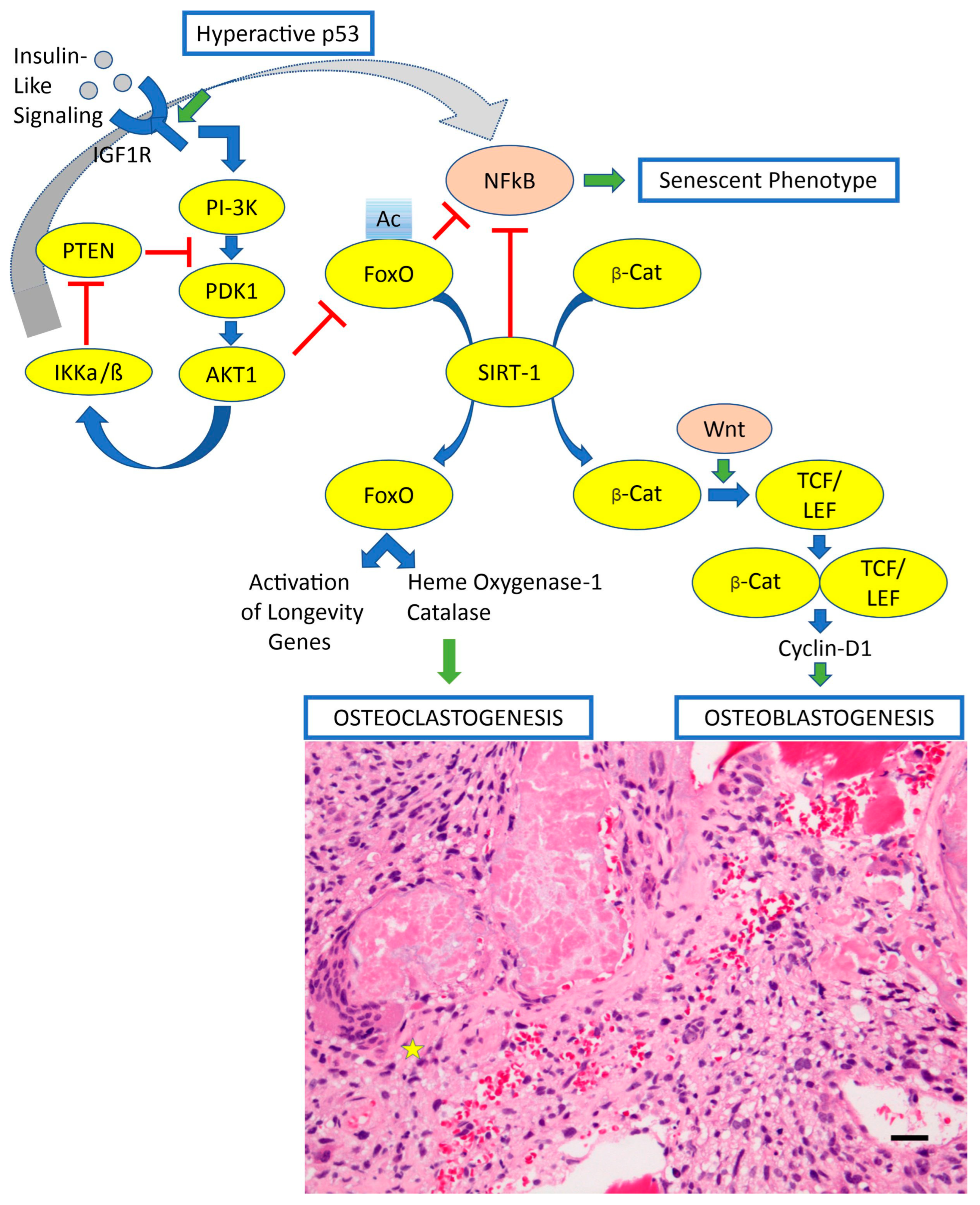 Biomedicines 13 00664 g002