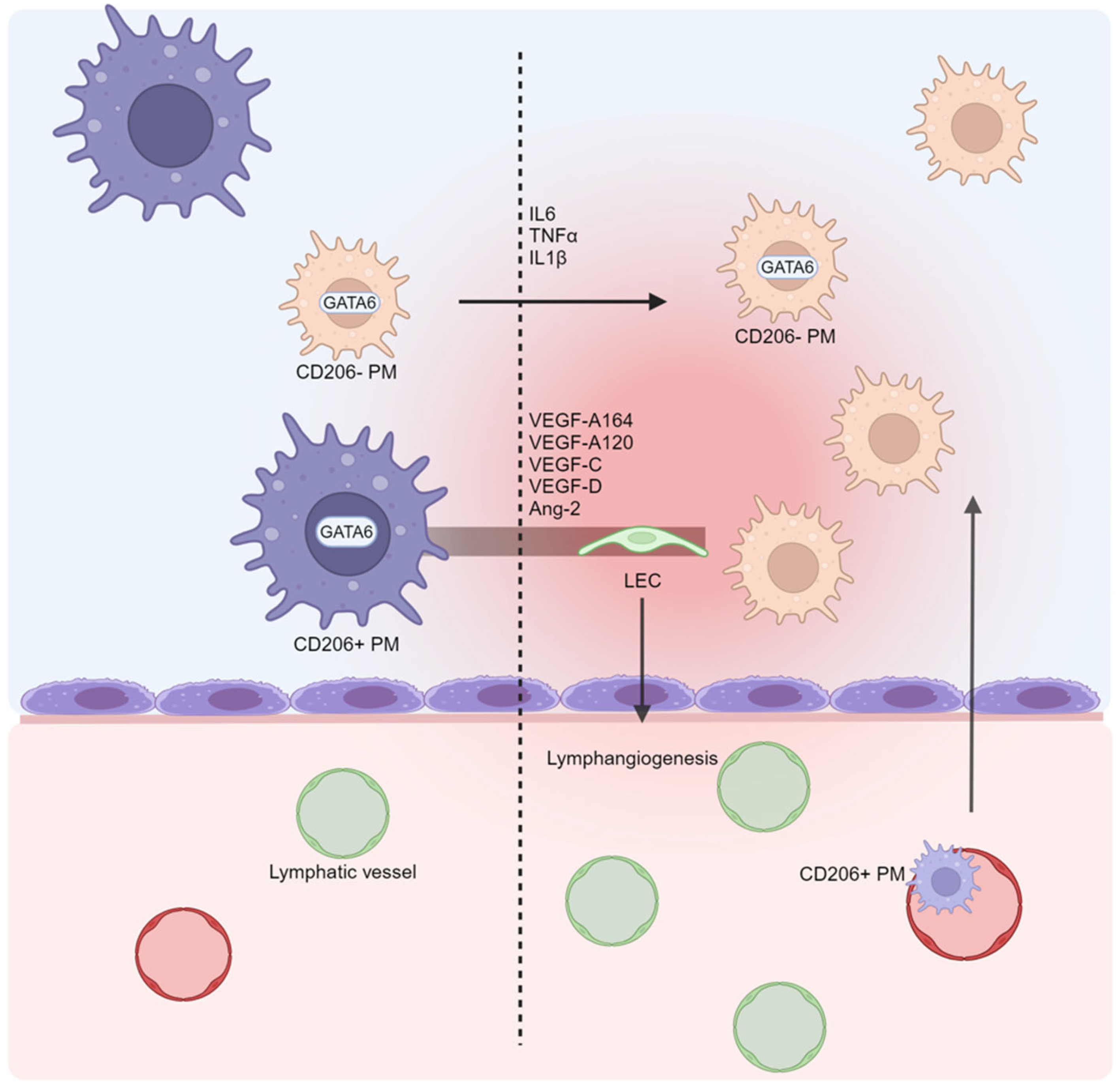 Biomedicines 13 00680 g002