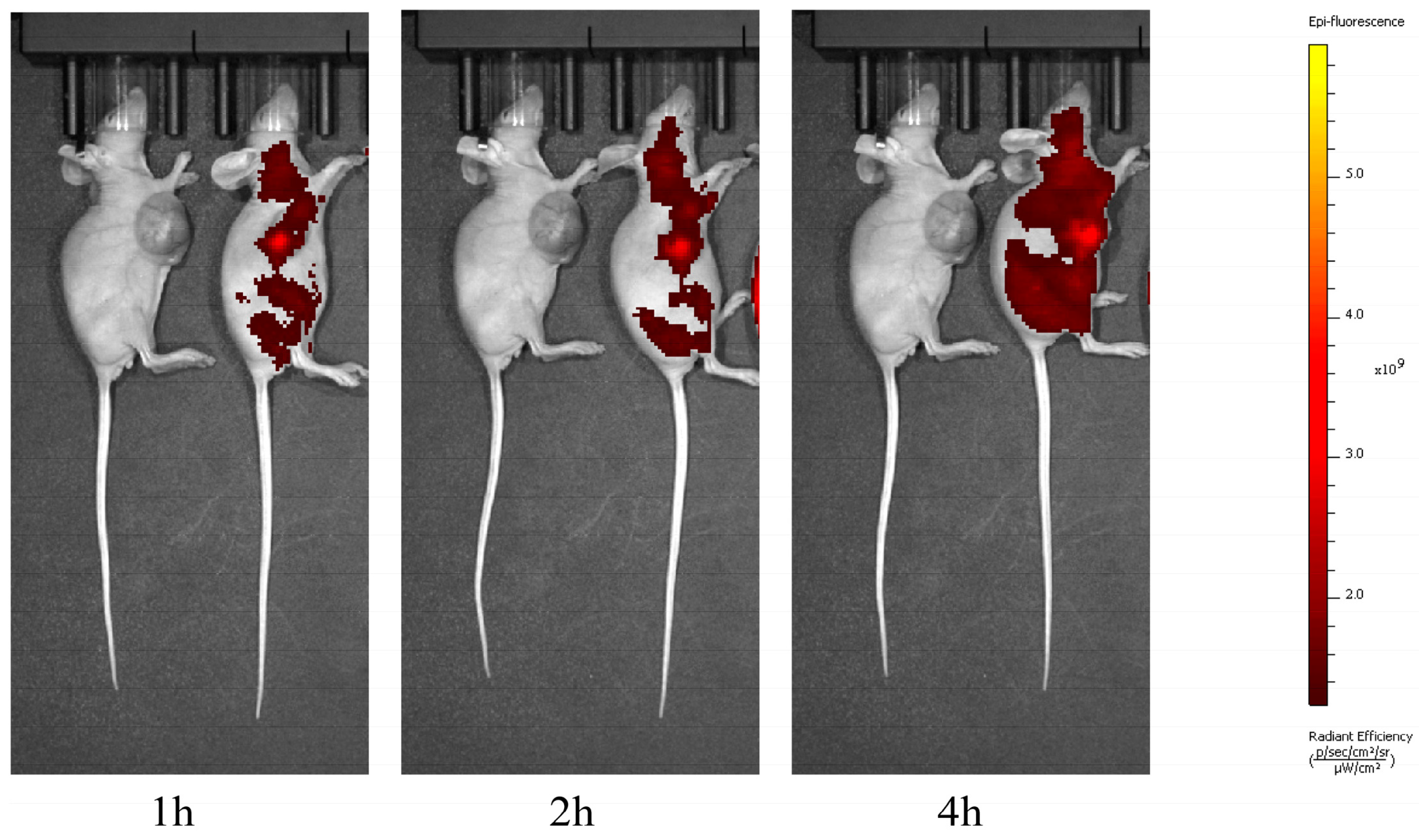 Biomedicines 13 00724 g003