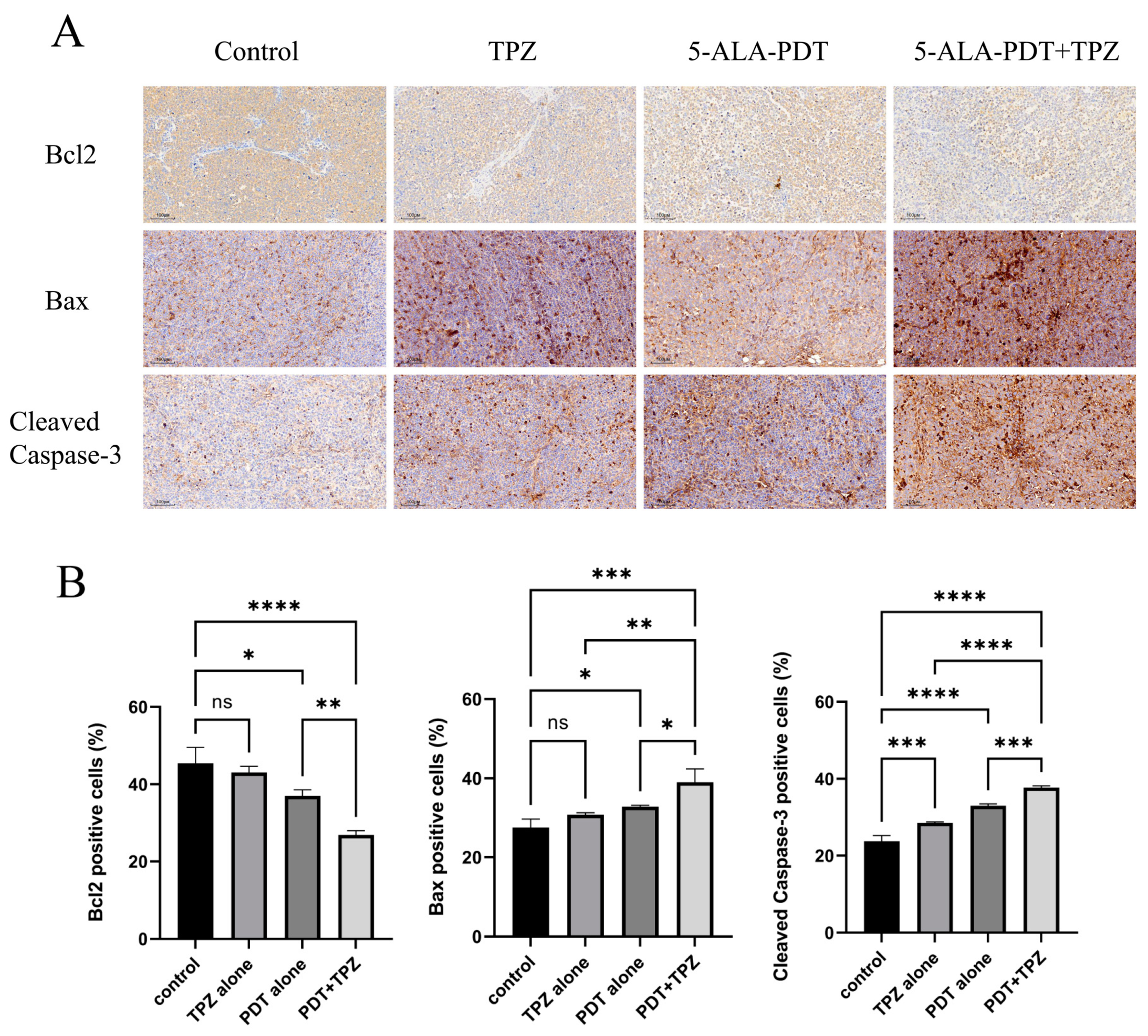 Biomedicines 13 00724 g005