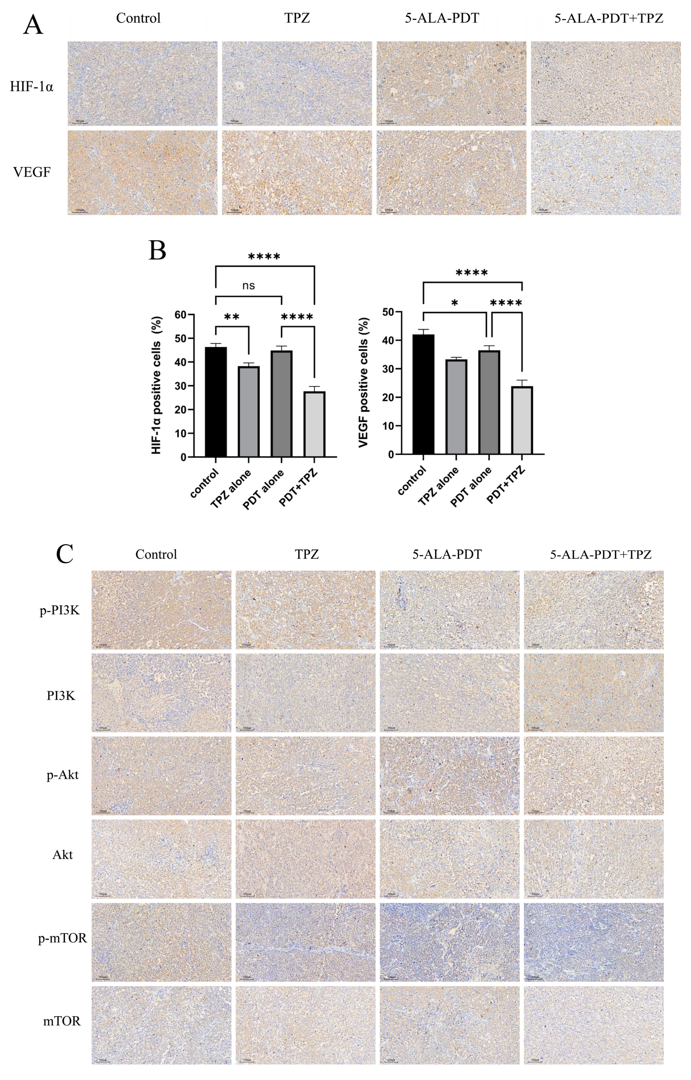 Biomedicines 13 00724 g006a