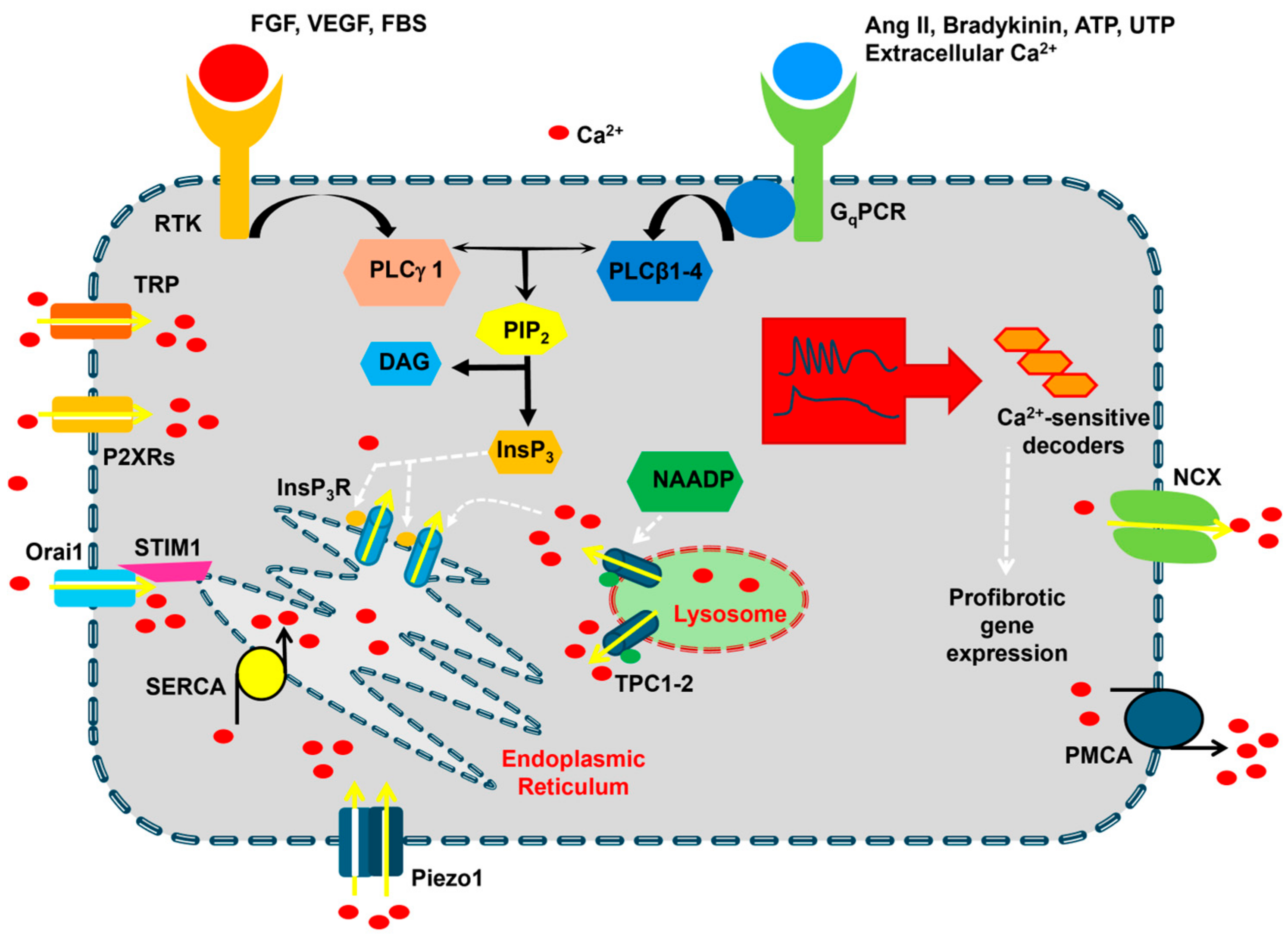 Biomedicines 13 00734 g002