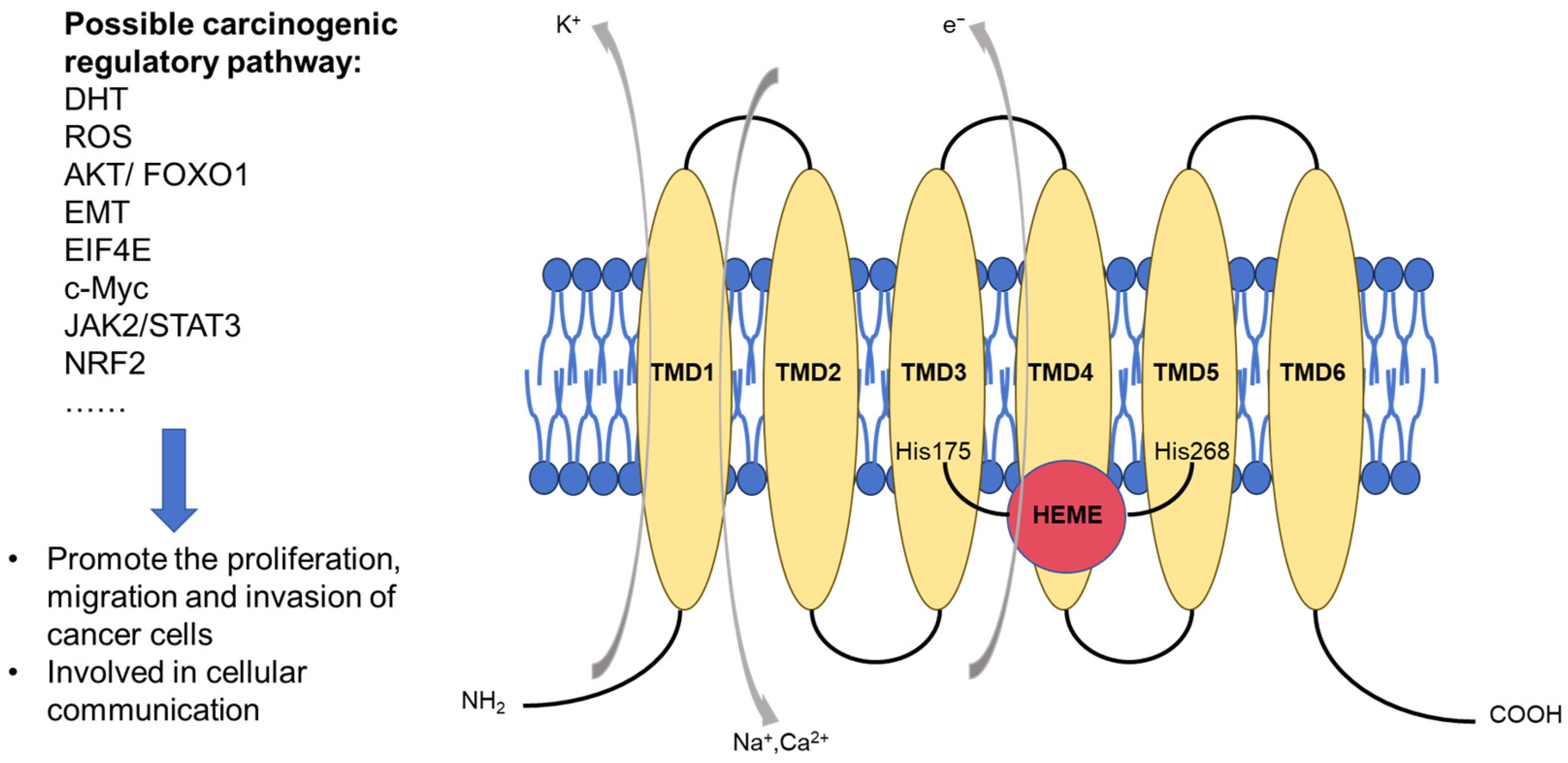 Biomedicines 13 00794 g001
