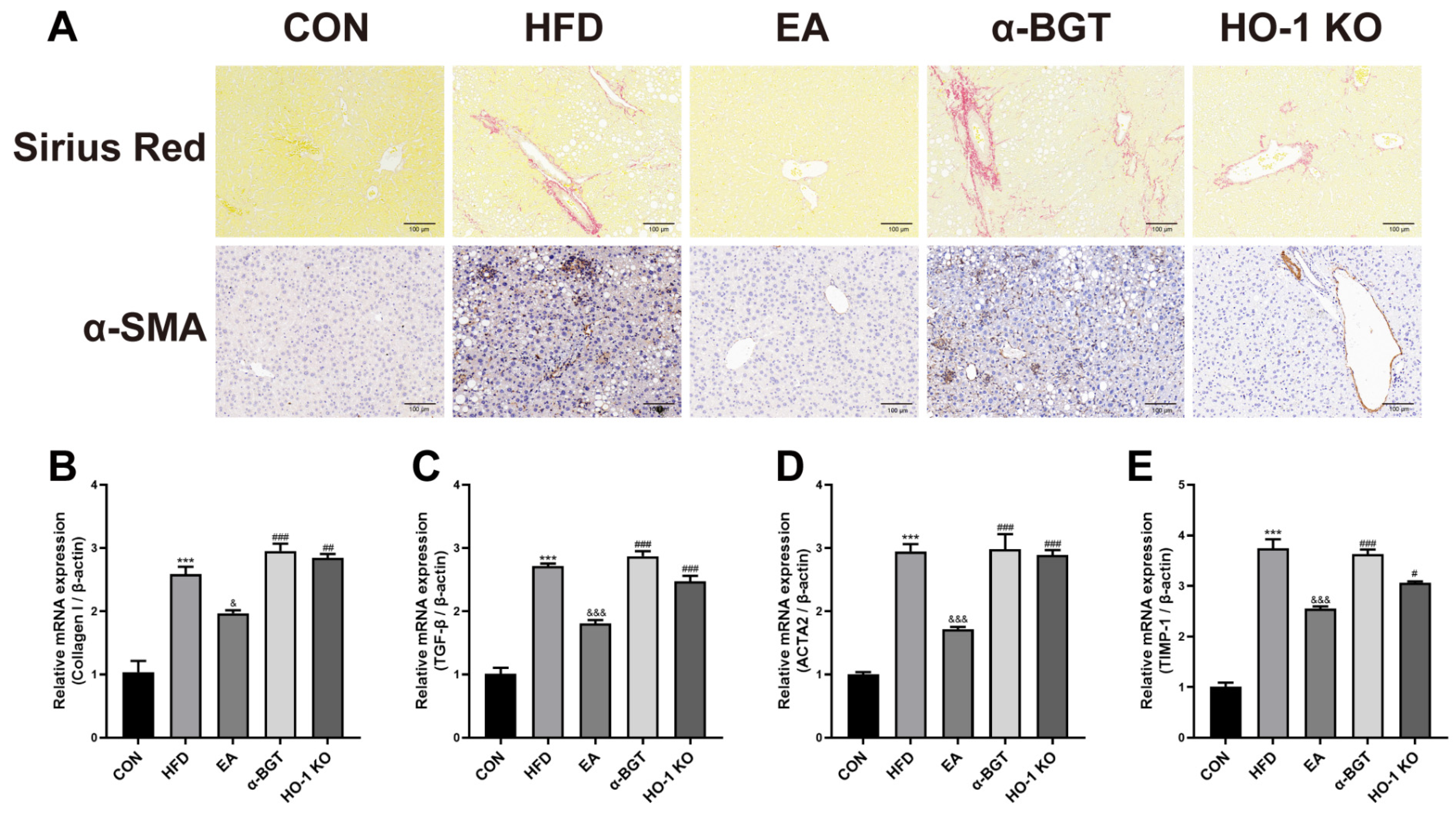 Biomedicines 13 00802 g003