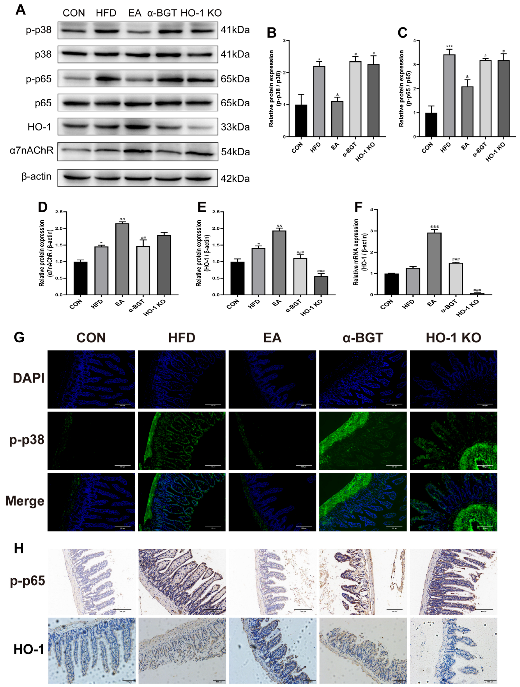 Biomedicines 13 00802 g007
