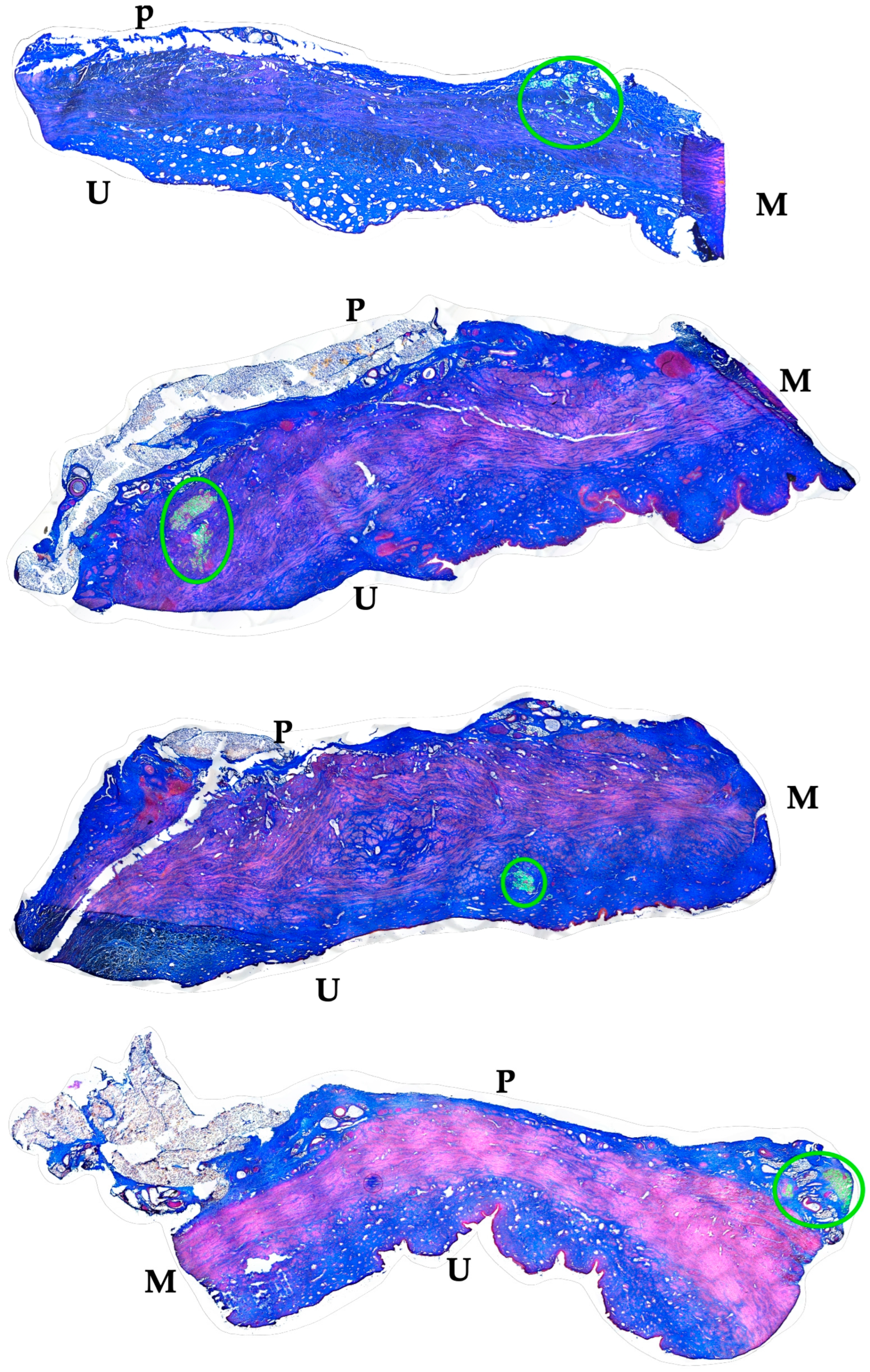 Biomedicines 13 00917 g007