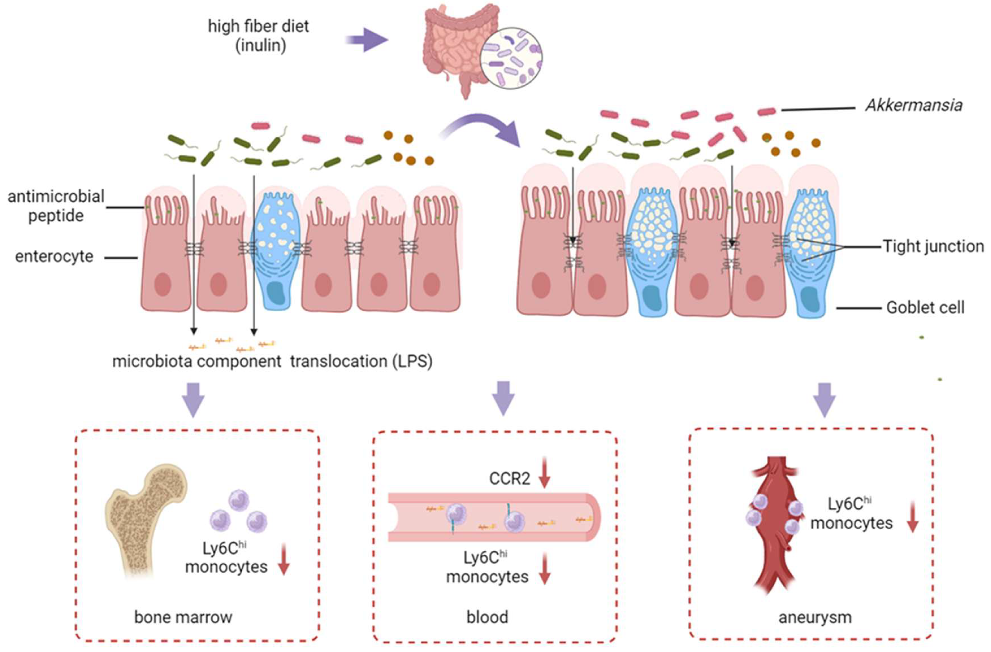 Biomedicines 13 00920 g007