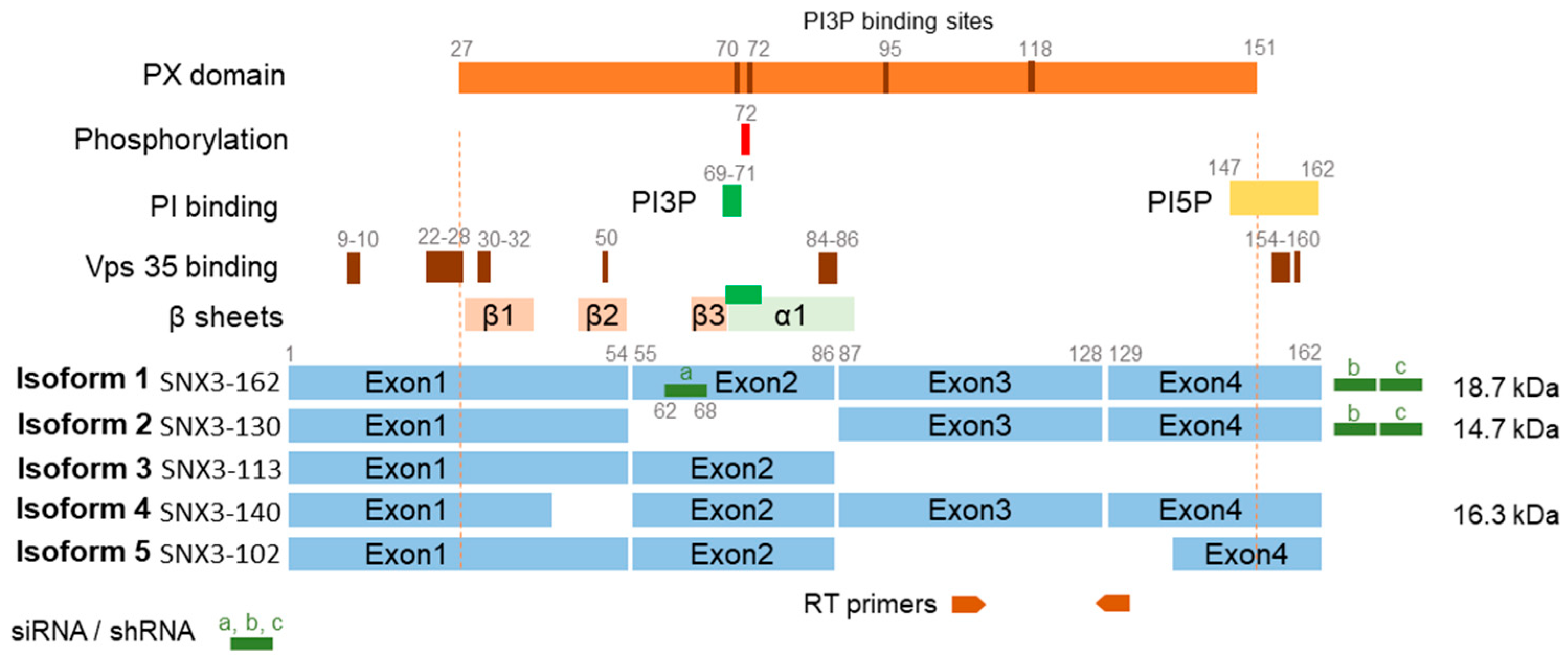 Biomedicines 13 00936 g002