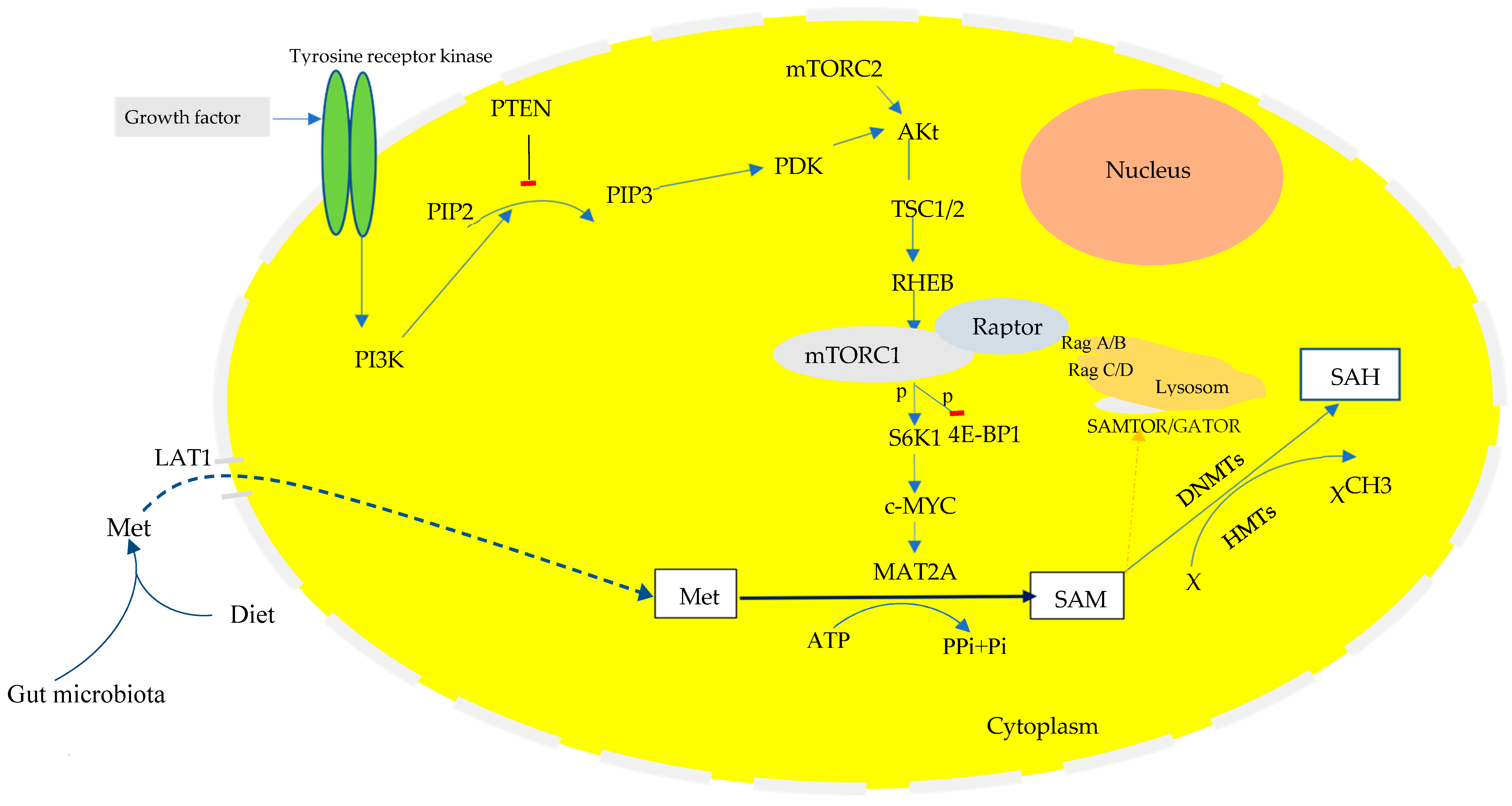 Biomedicines 13 00964 g003