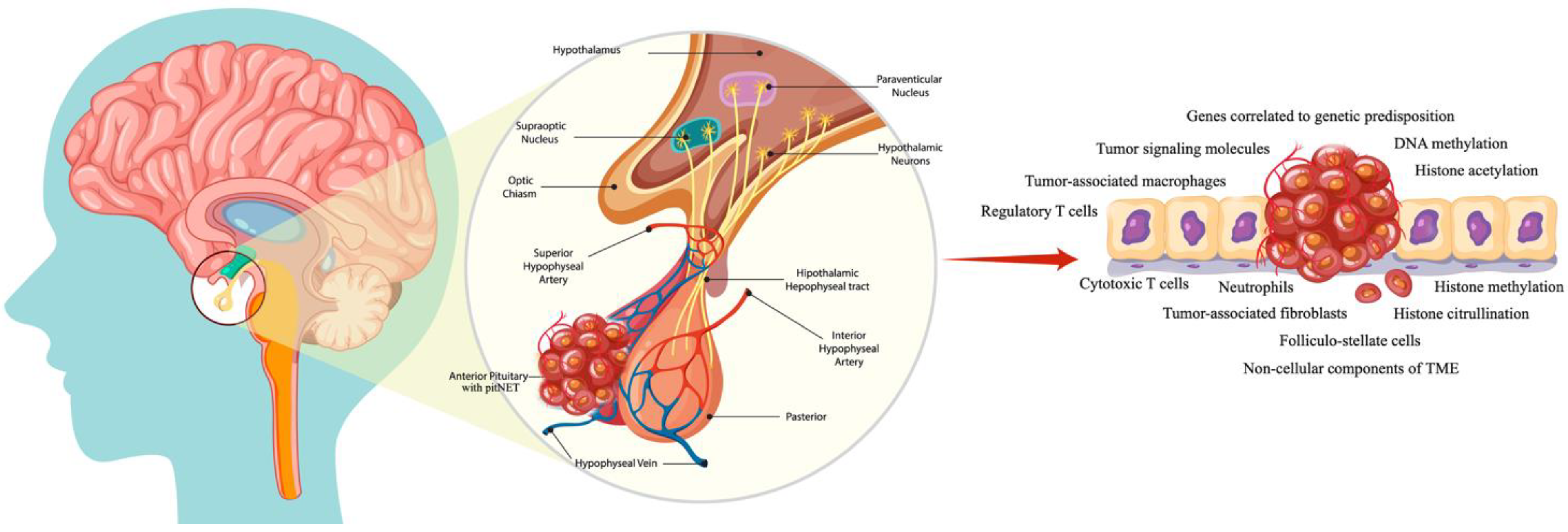 Biomedicines 13 00968 g001