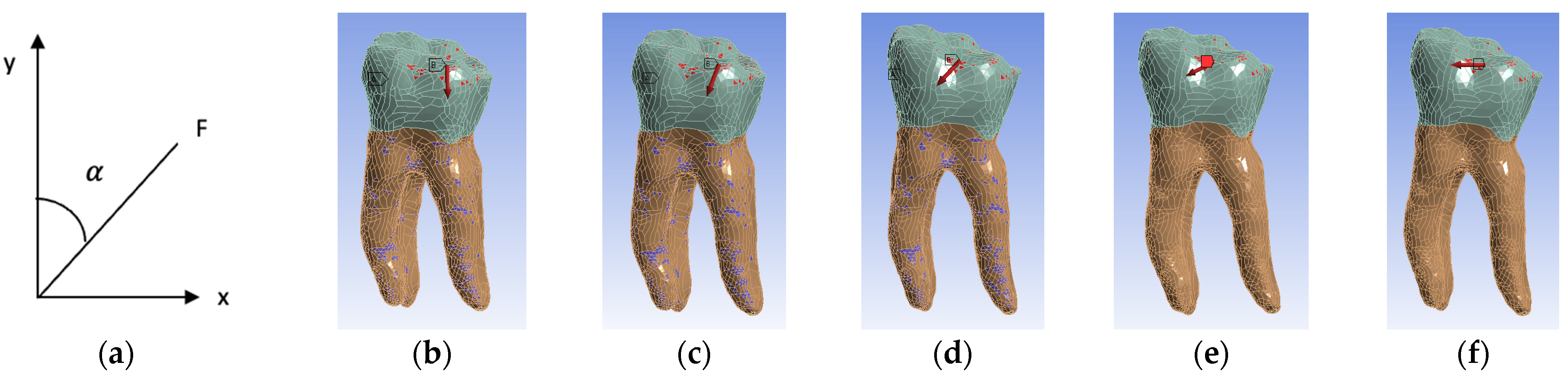 Biomedicines 13 00974 g011