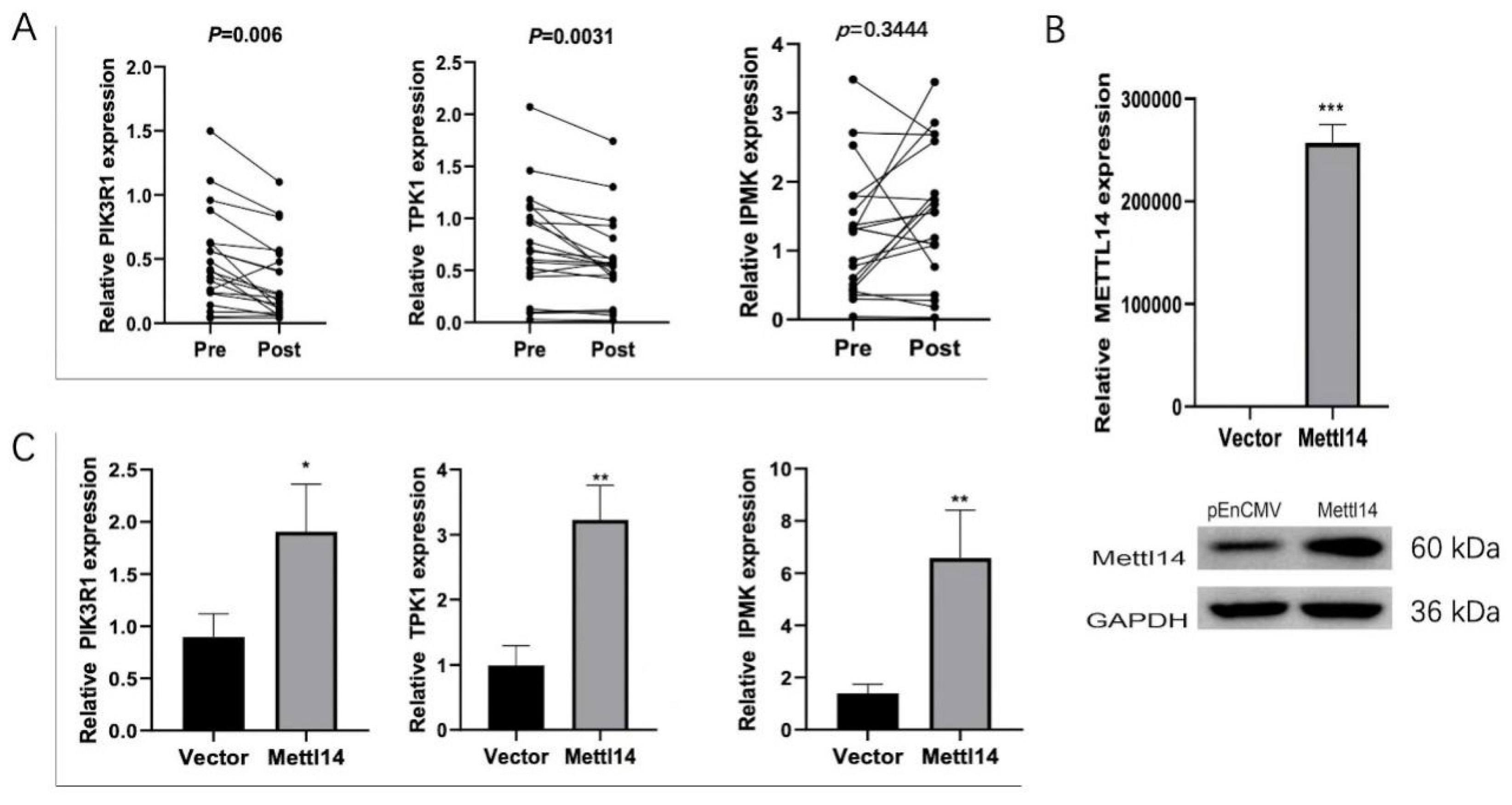 Biomedicines 13 00980 g006