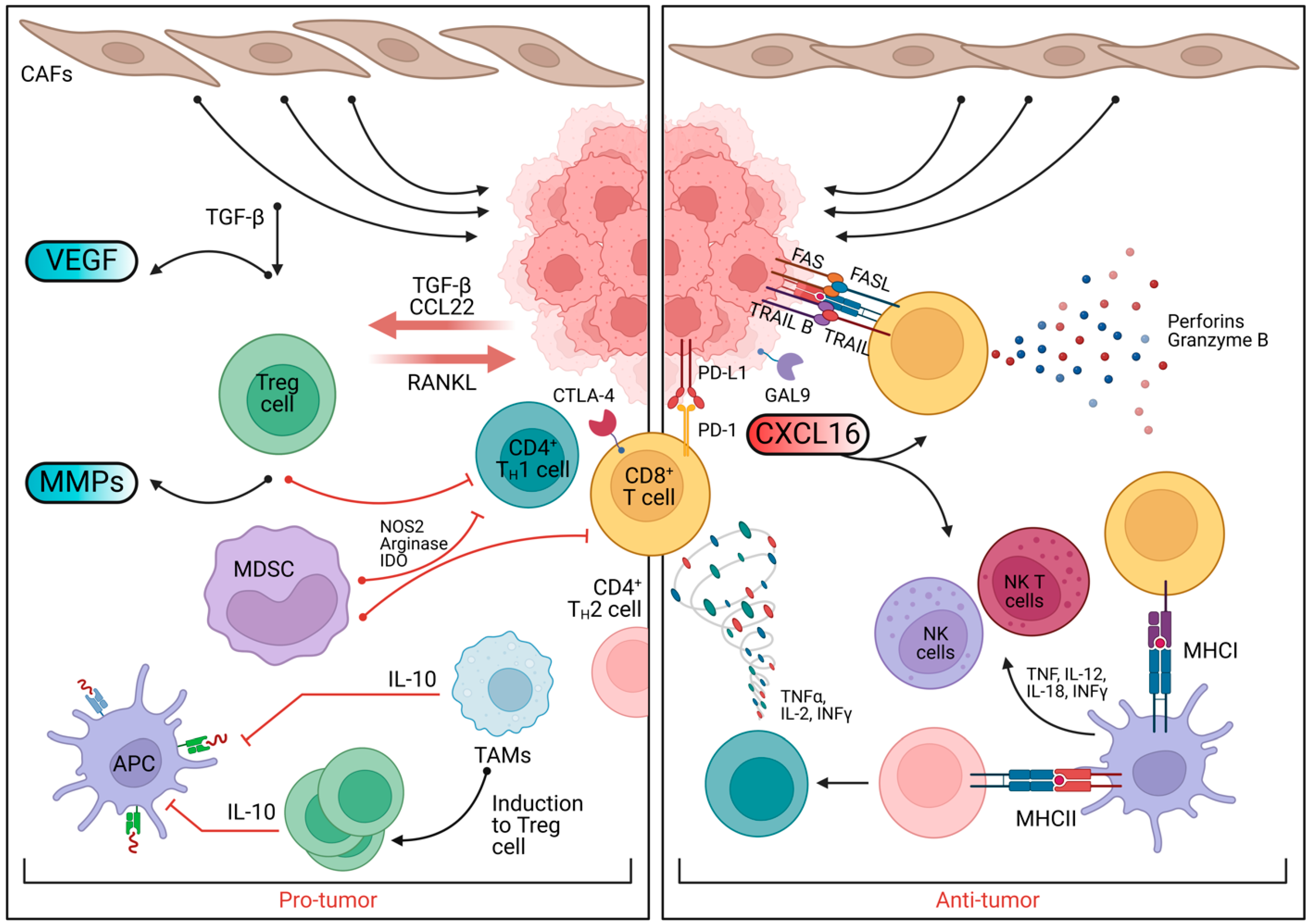 Biomedicines 13 00990 g003 Biomedicines 13 00990 g003
