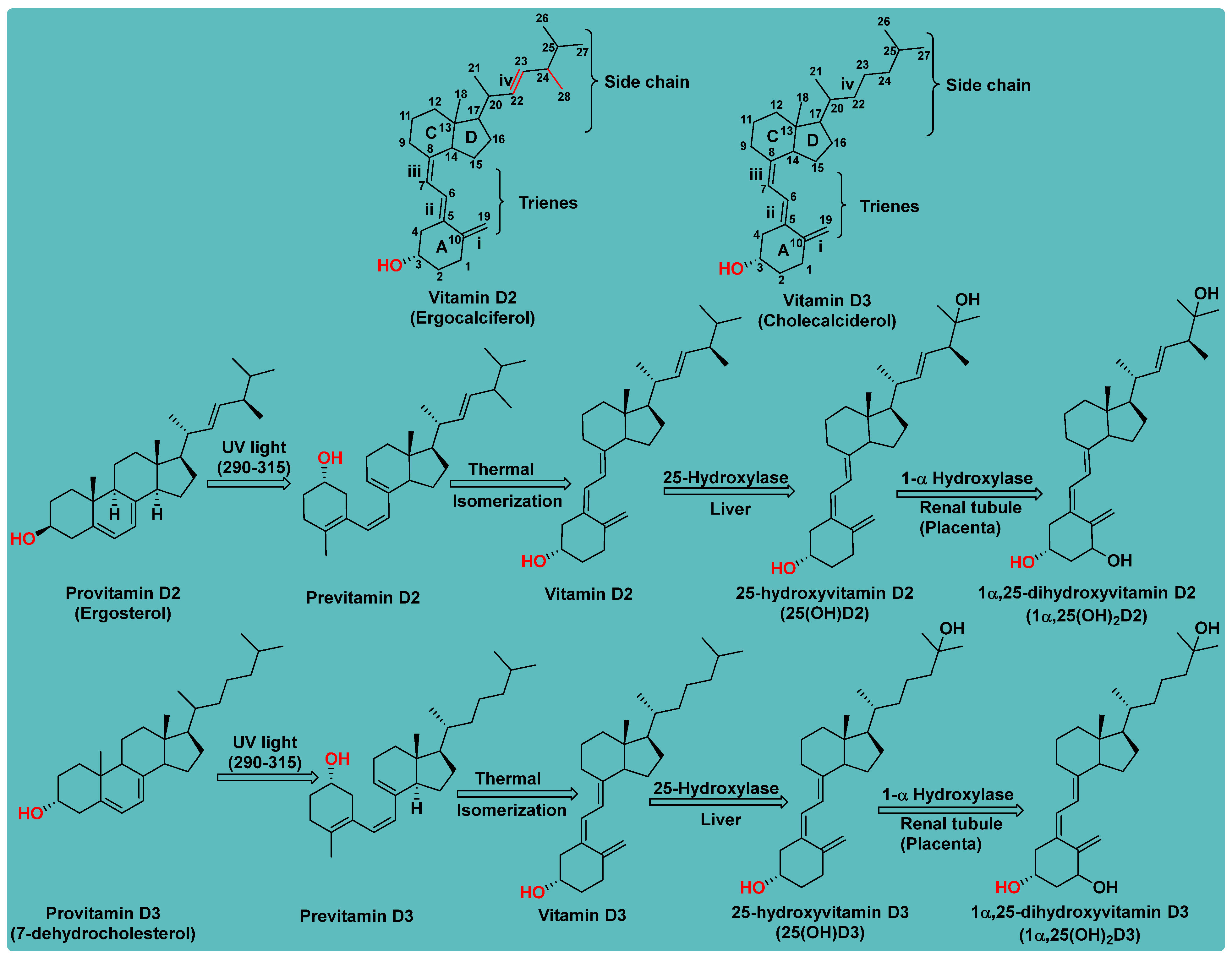 Biomedicines 13 01002 g001 Biomedicines 13 01002 g001