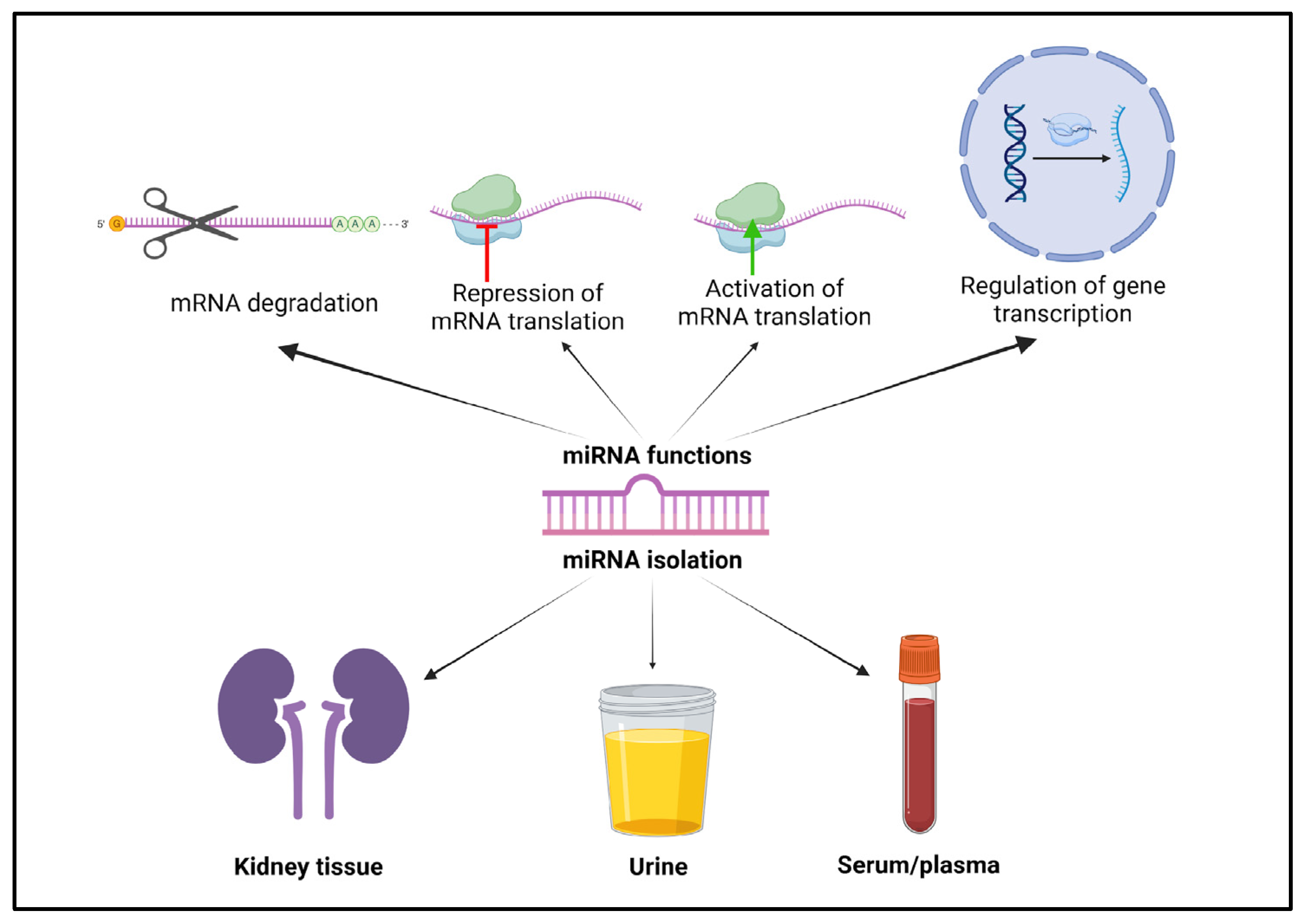 Biomedicines 13 01030 g001