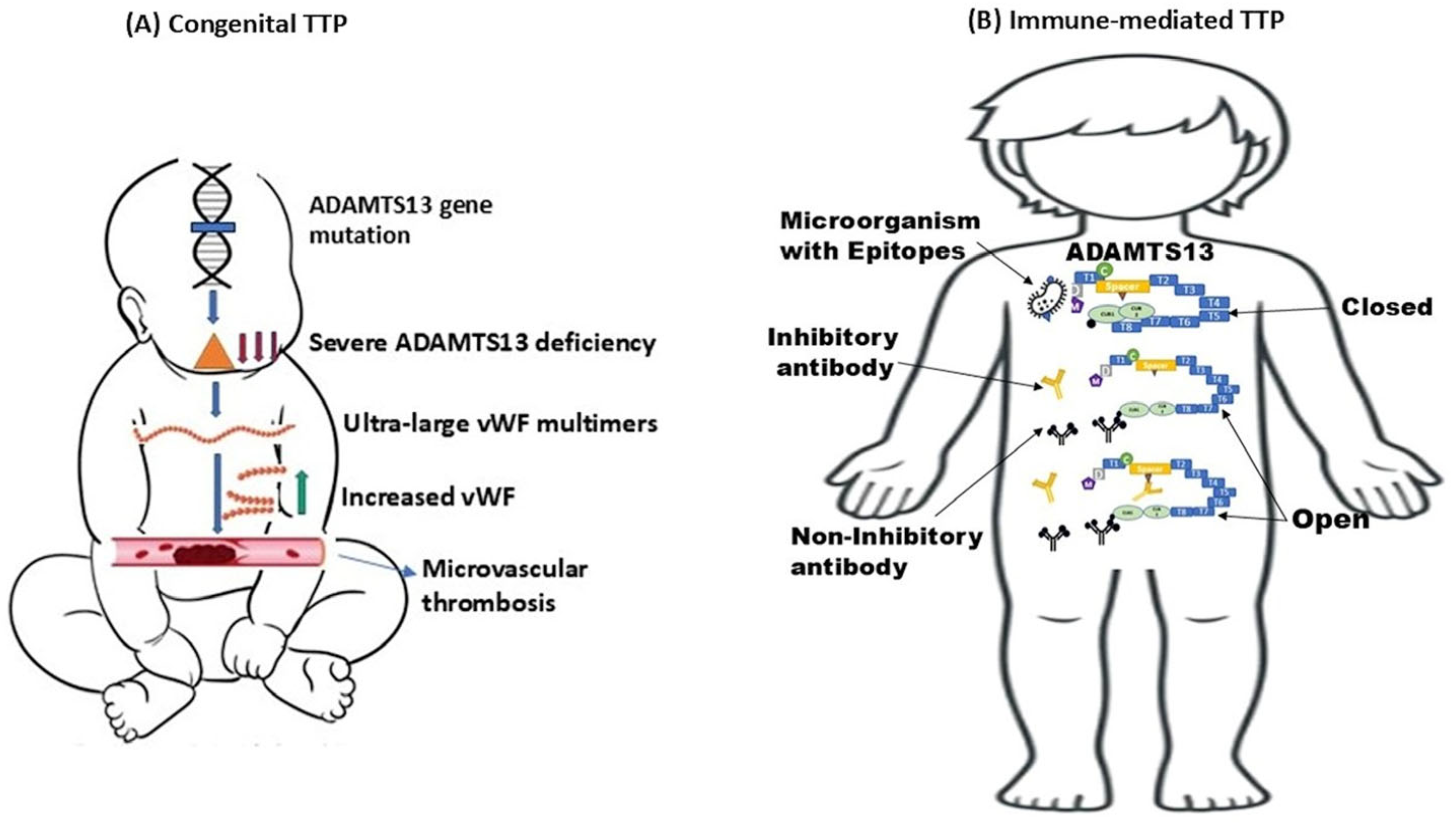 Biomedicines 13 01038 g001