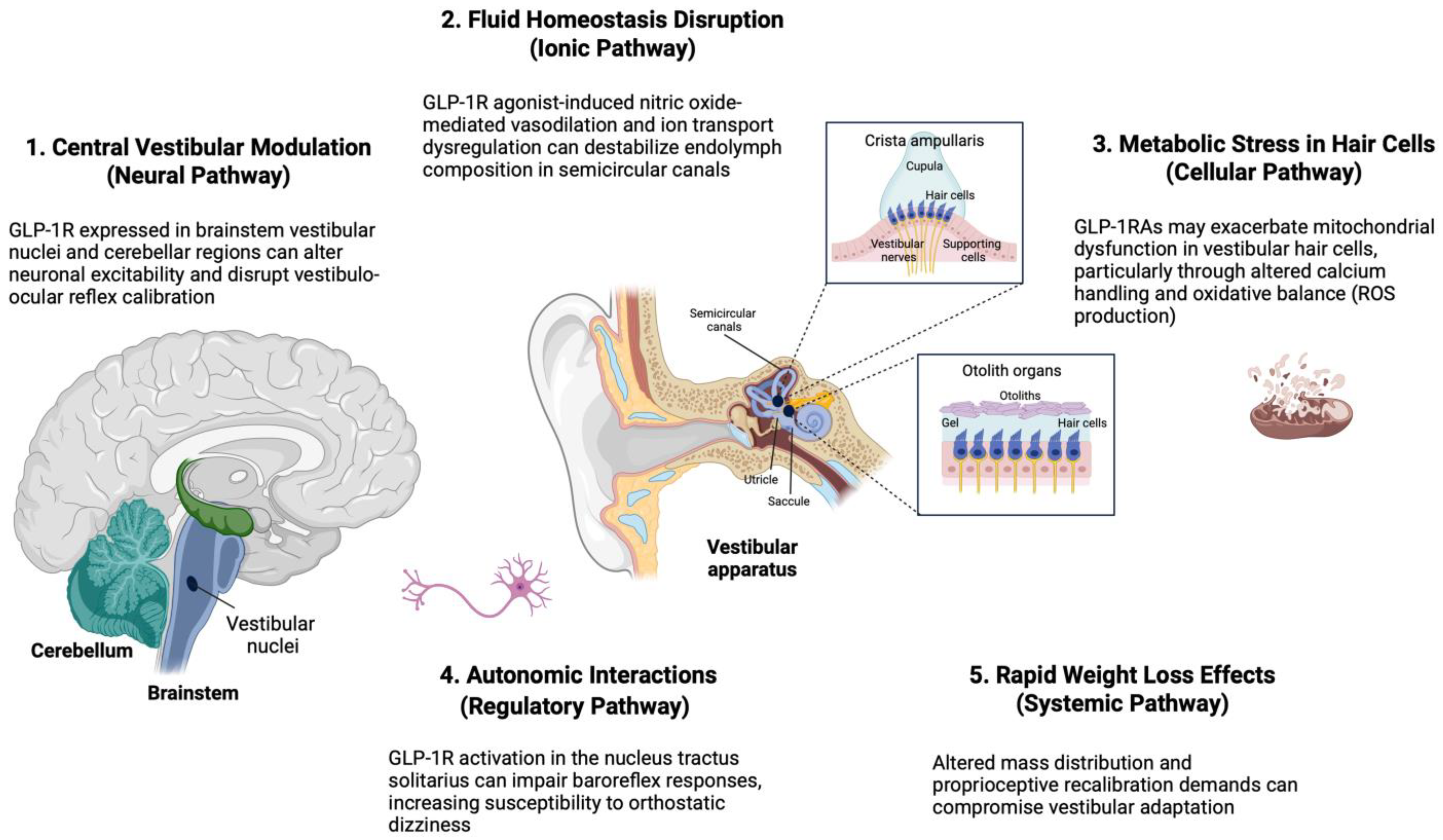 Biomedicines 13 01049 g005