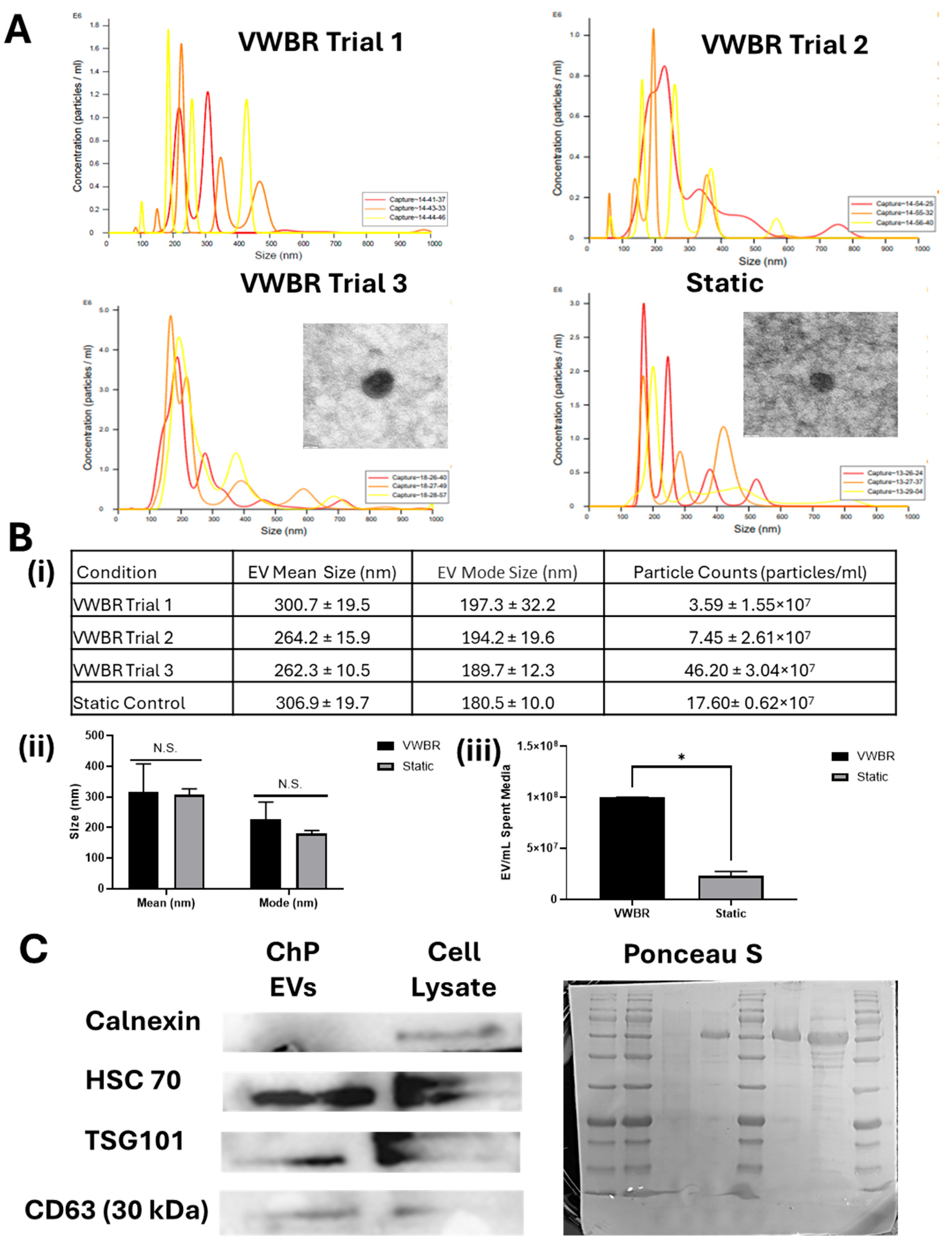 Biomedicines 13 01069 g004