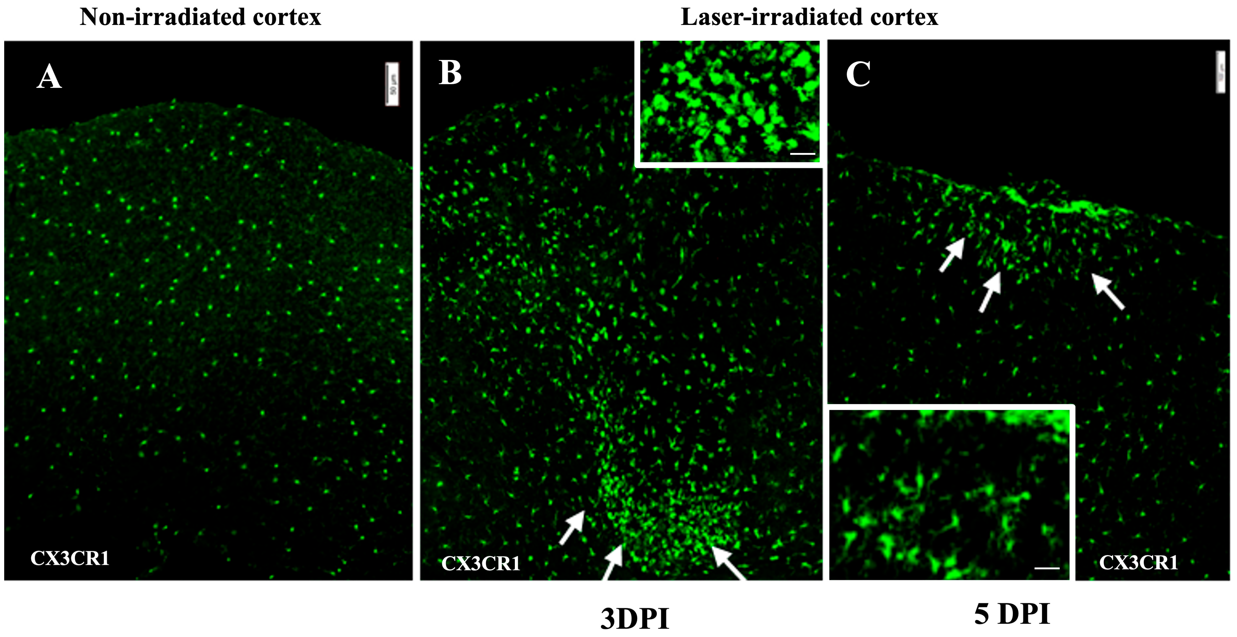 Biomedicines 13 01195 g002