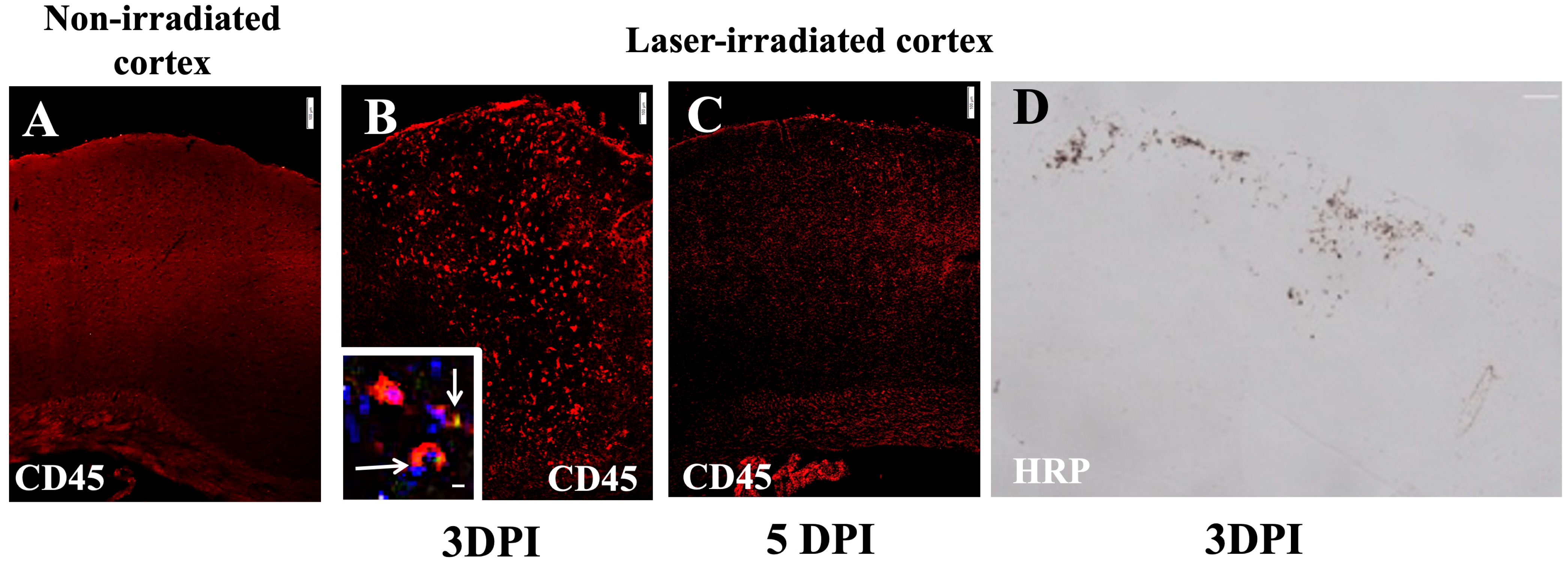 Biomedicines 13 01195 g005
