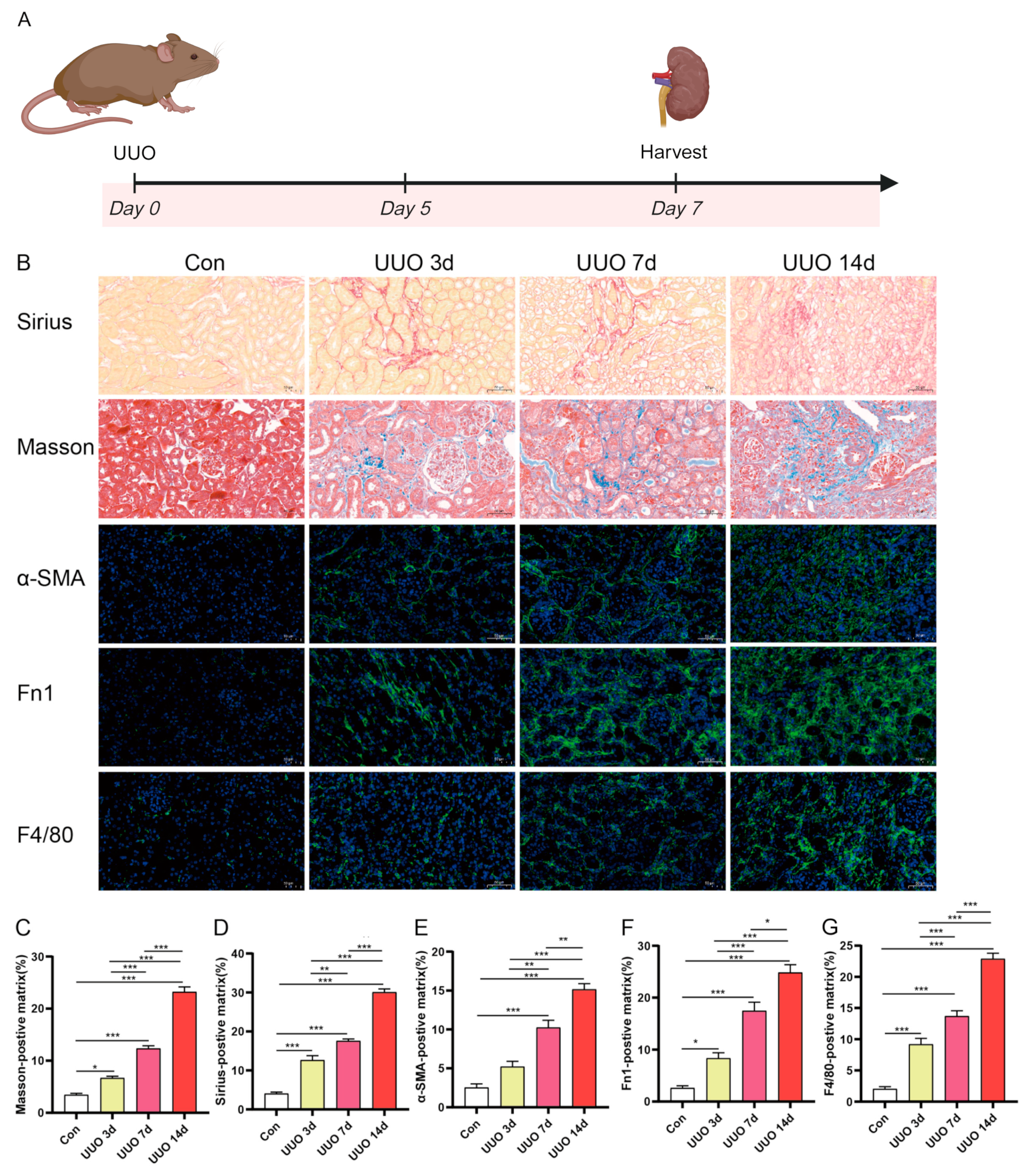 Biomedicines 13 01316 g005