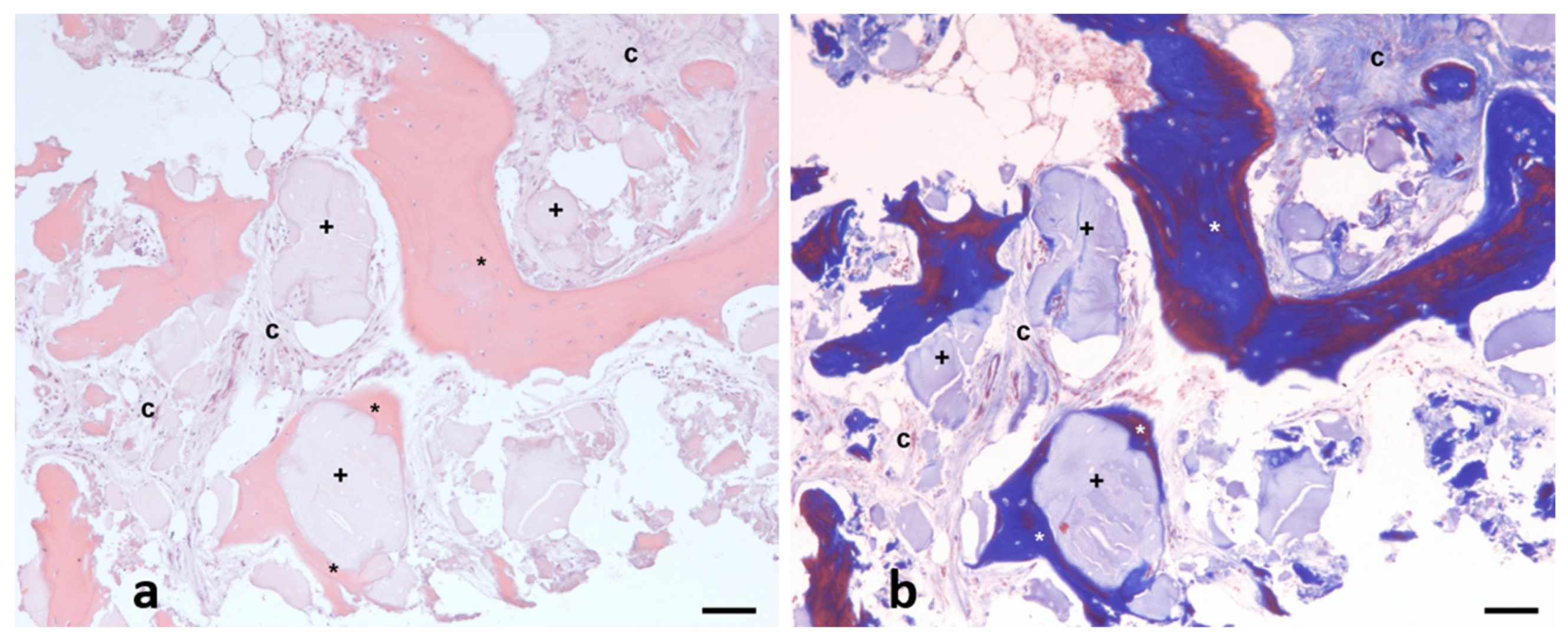 Biomedicines 13 01358 g003