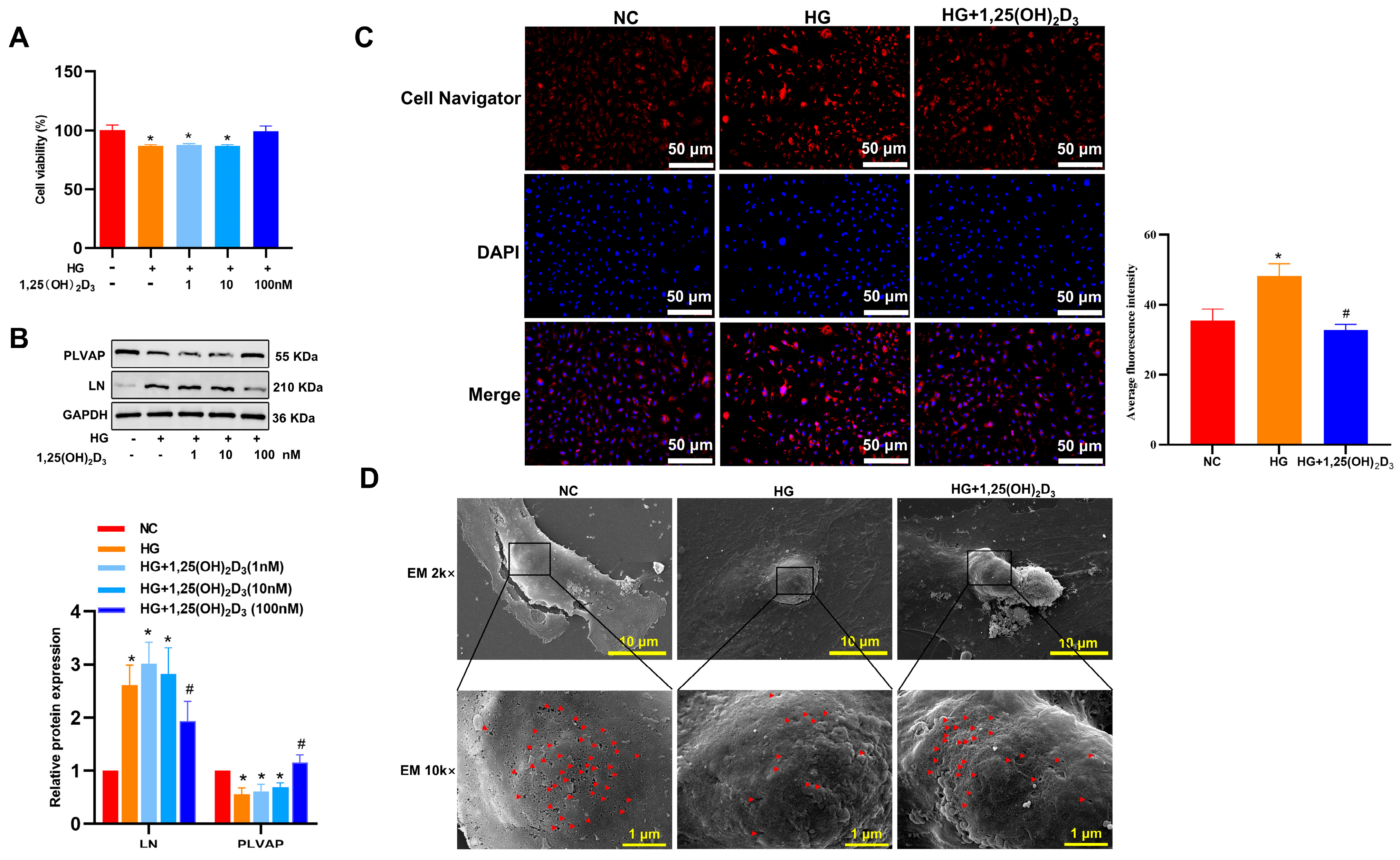 Biomedicines 13 01459 g001