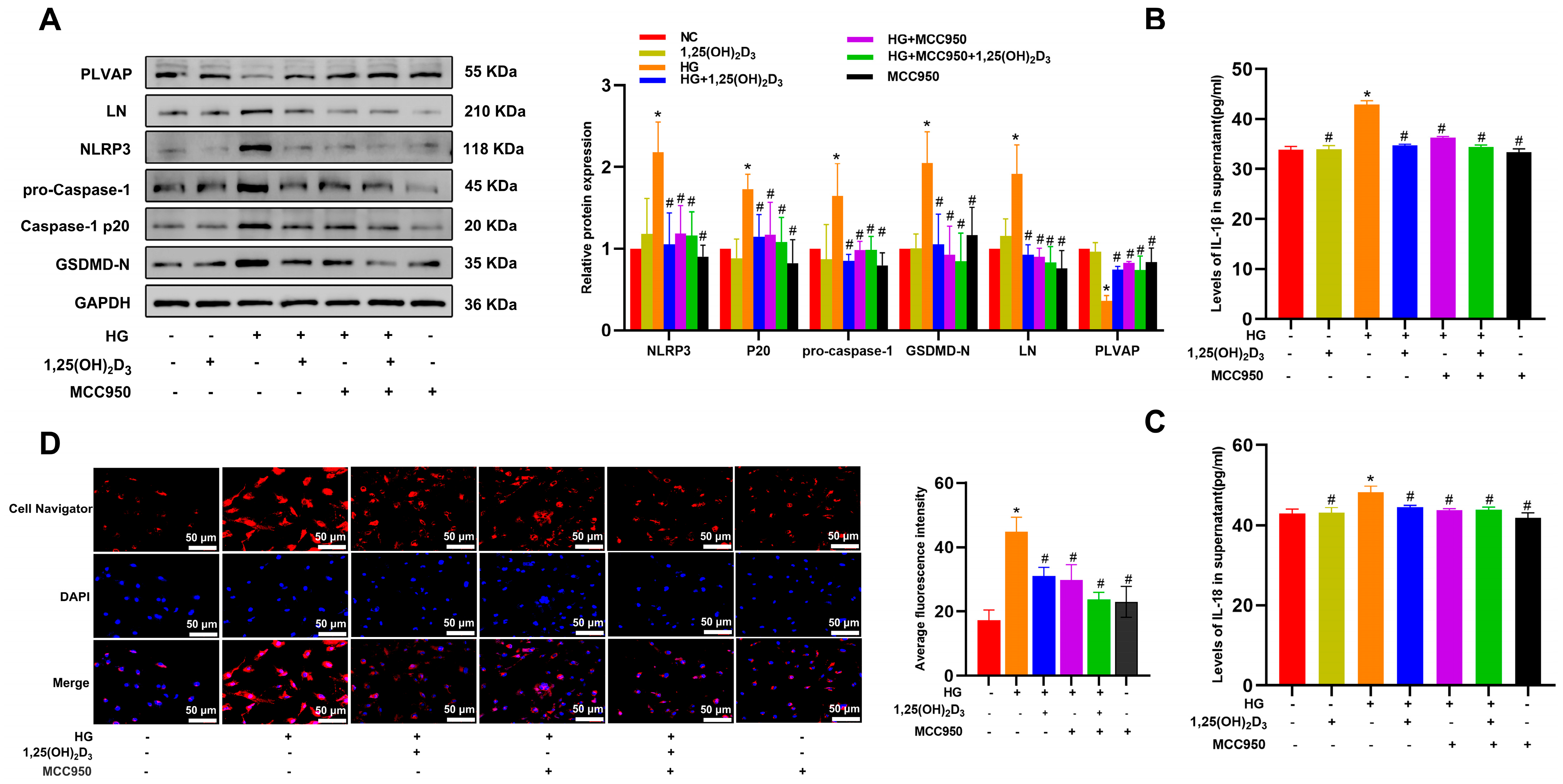 Biomedicines 13 01459 g002