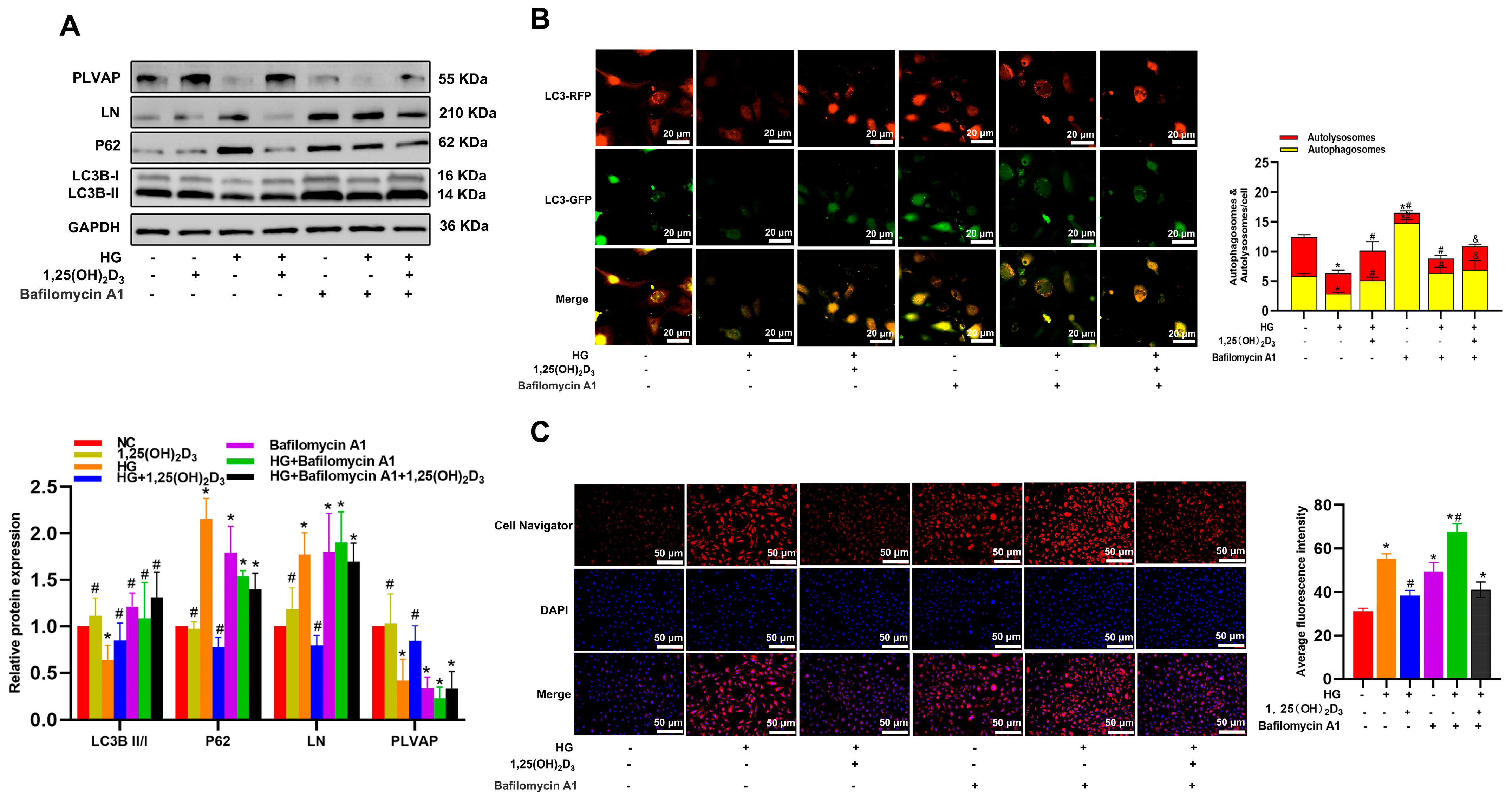 Biomedicines 13 01459 g003