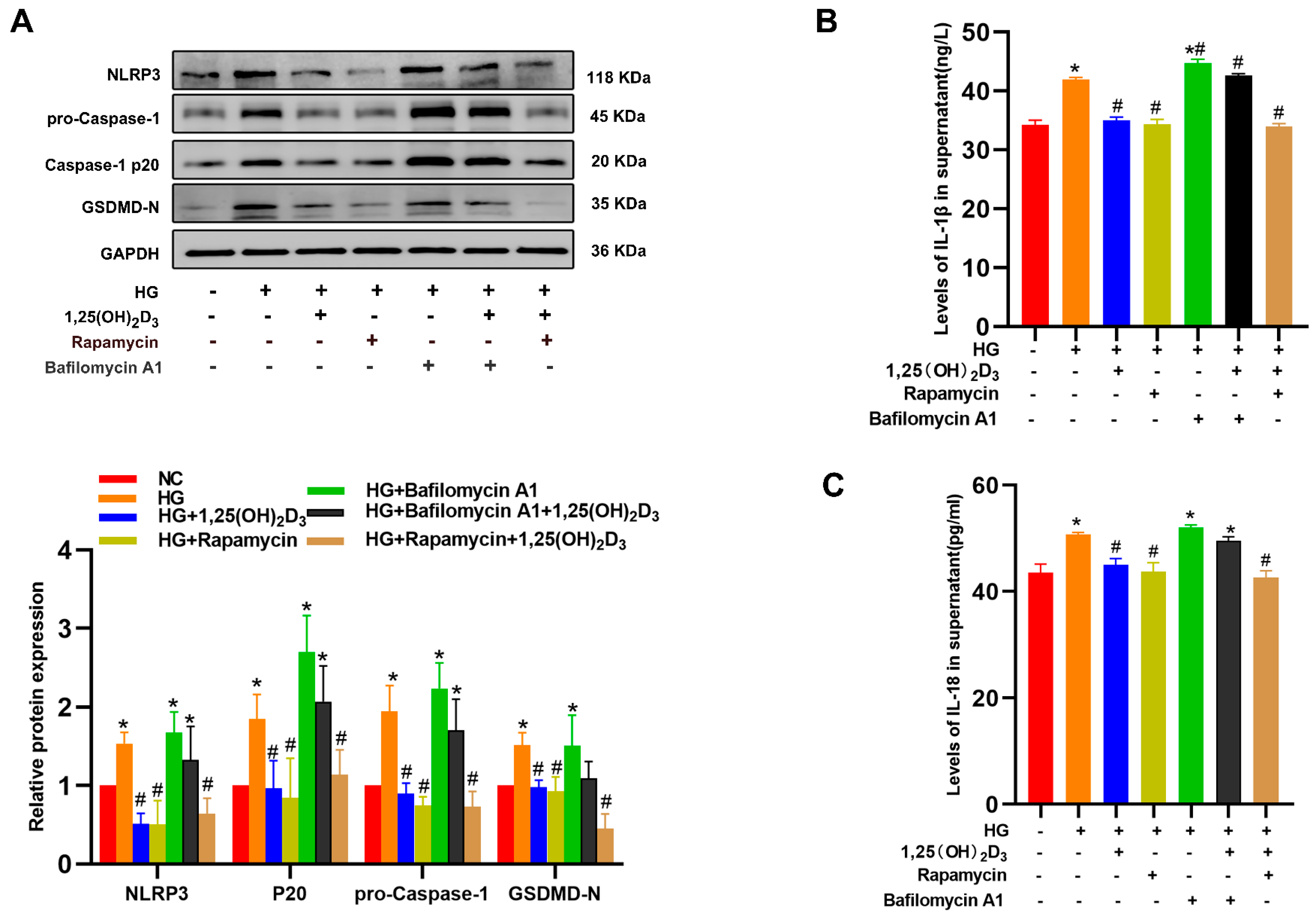 Biomedicines 13 01459 g004