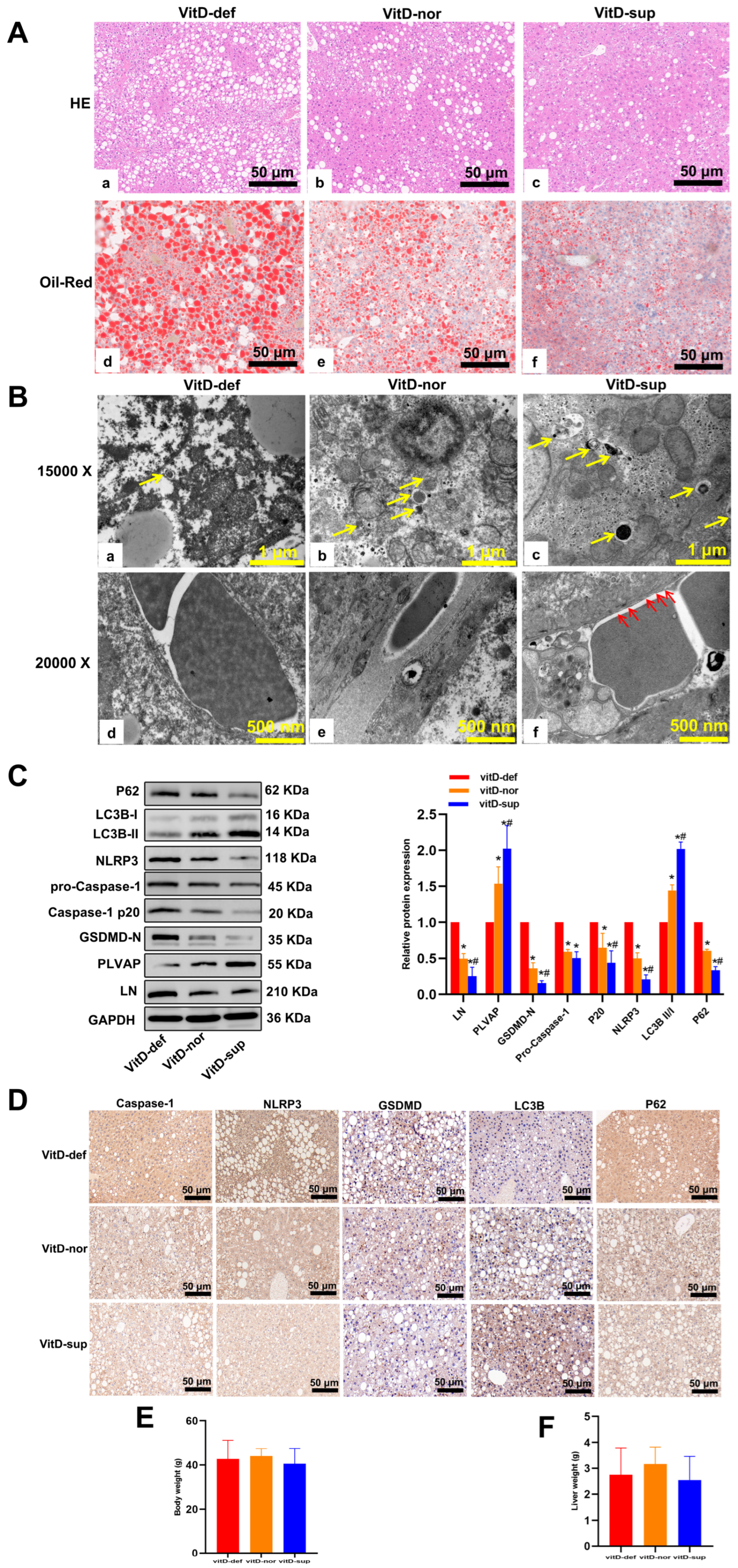 Biomedicines 13 01459 g008