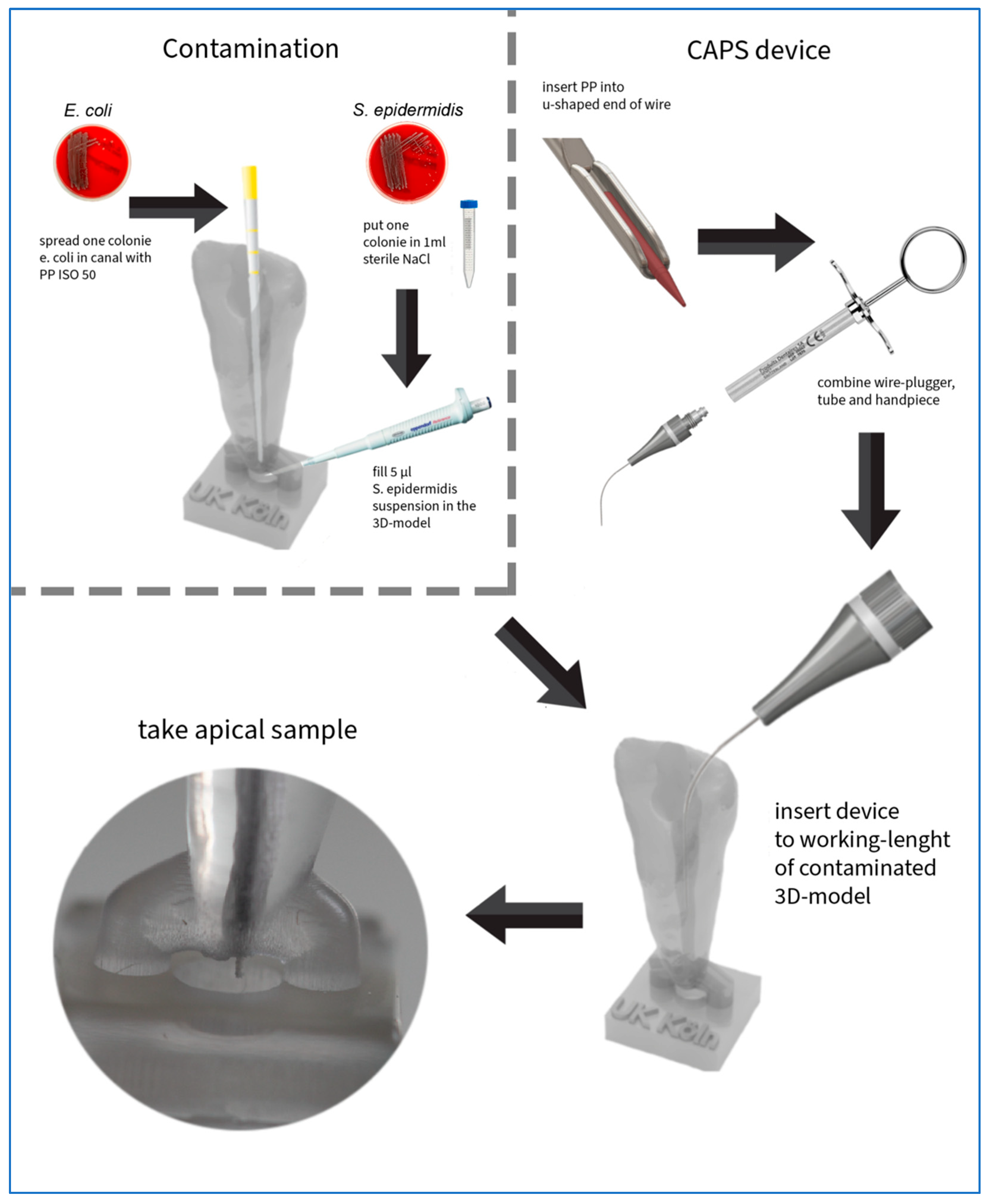 Biomedicines 13 01477 g008
