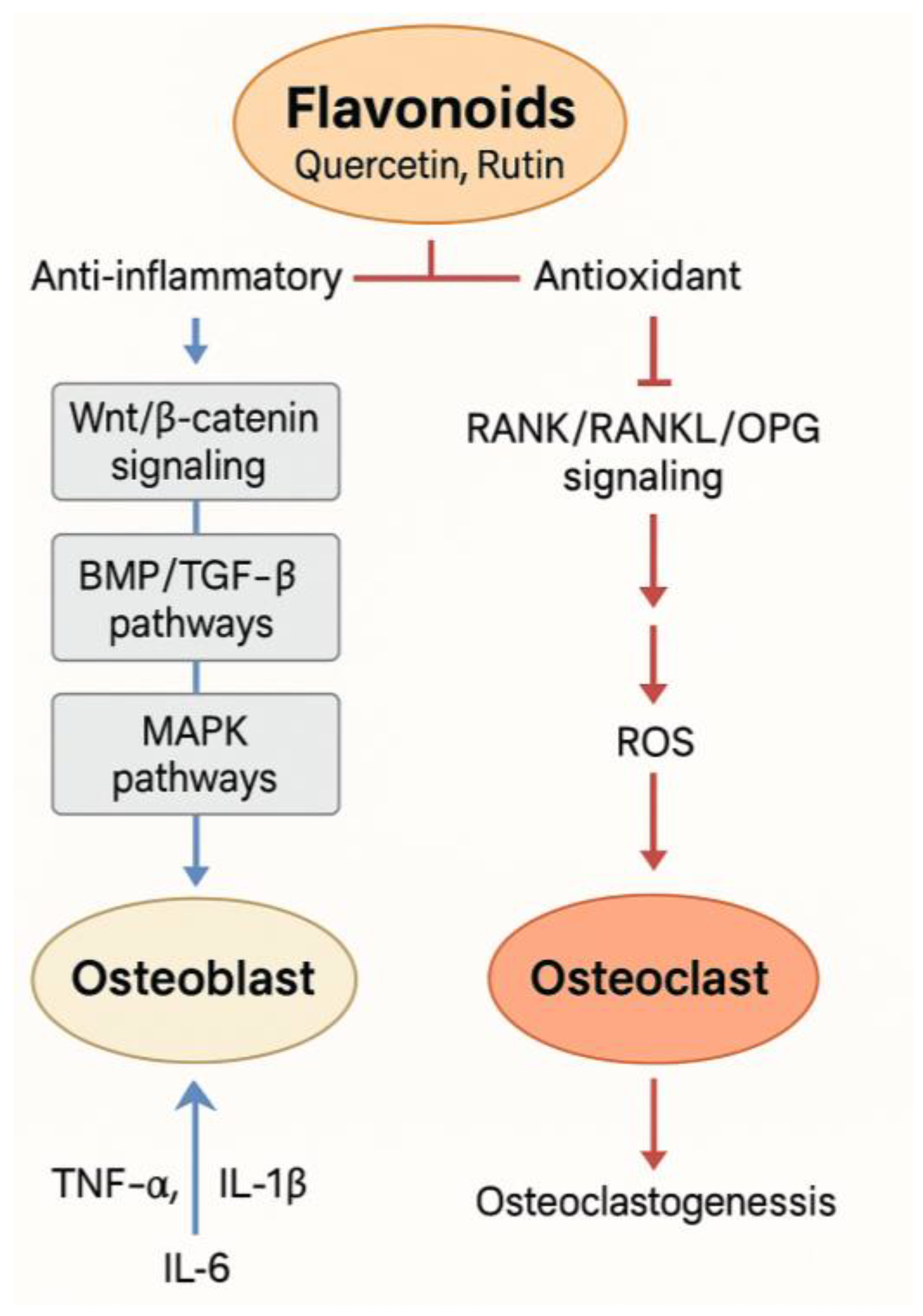 Biomedicines 13 01597 g001