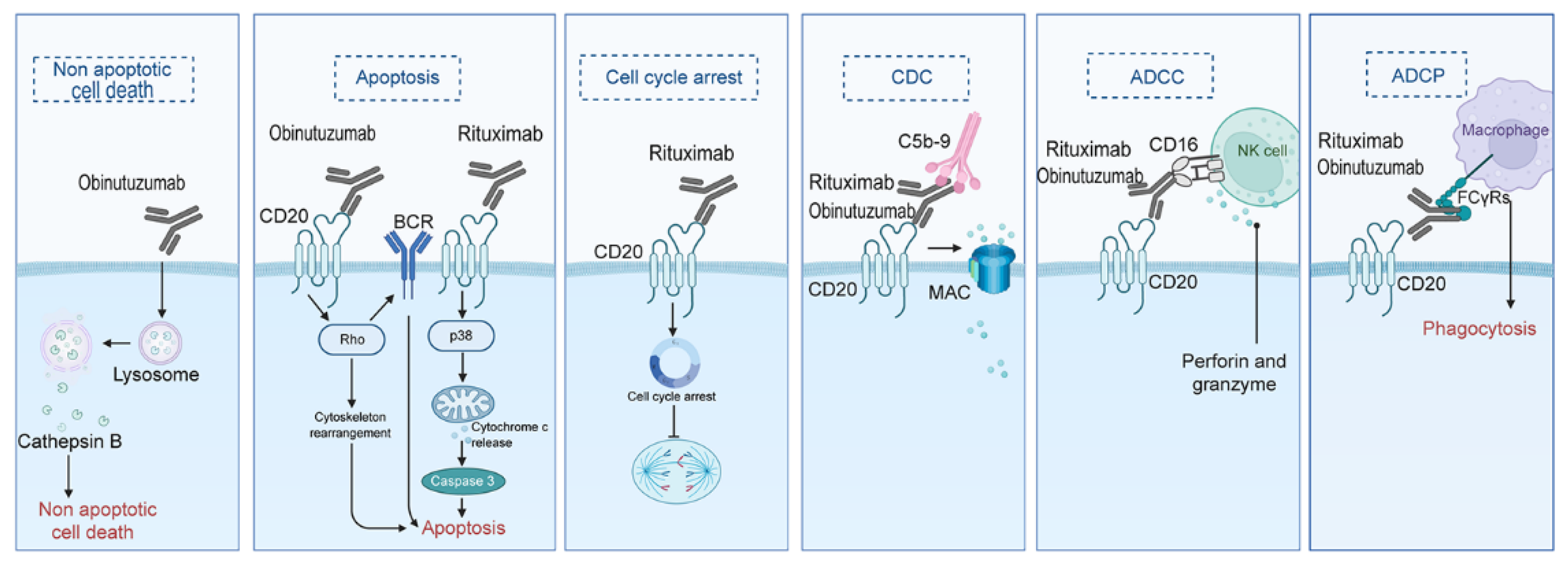 Biomedicines 13 01652 g004 Biomedicines 13 01652 g004