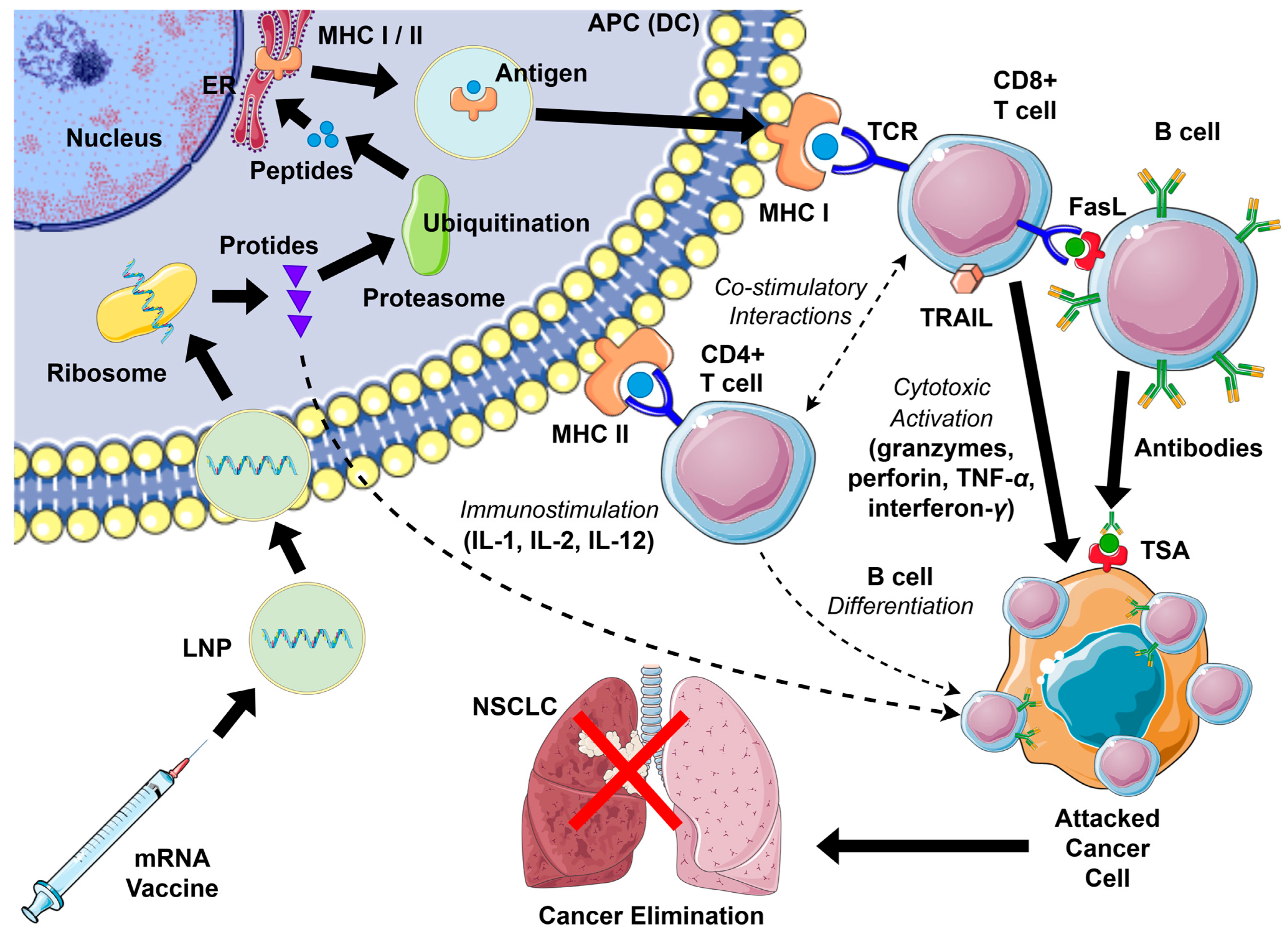 Biomedicines 13 02187 g002 Biomedicines 13 02187 g002