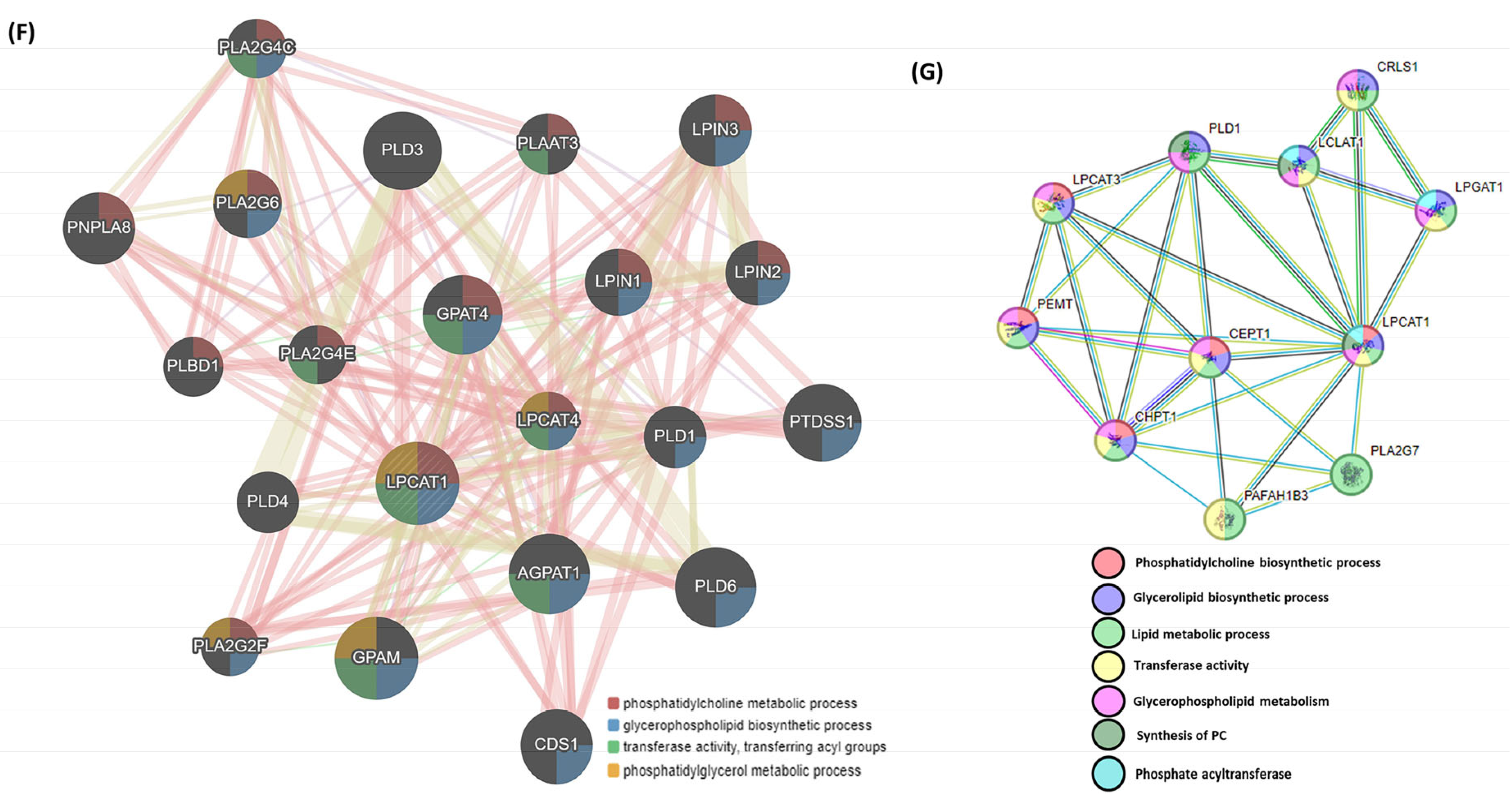 Biomedicines 13 02237 g004b Biomedicines 13 02237 g004b