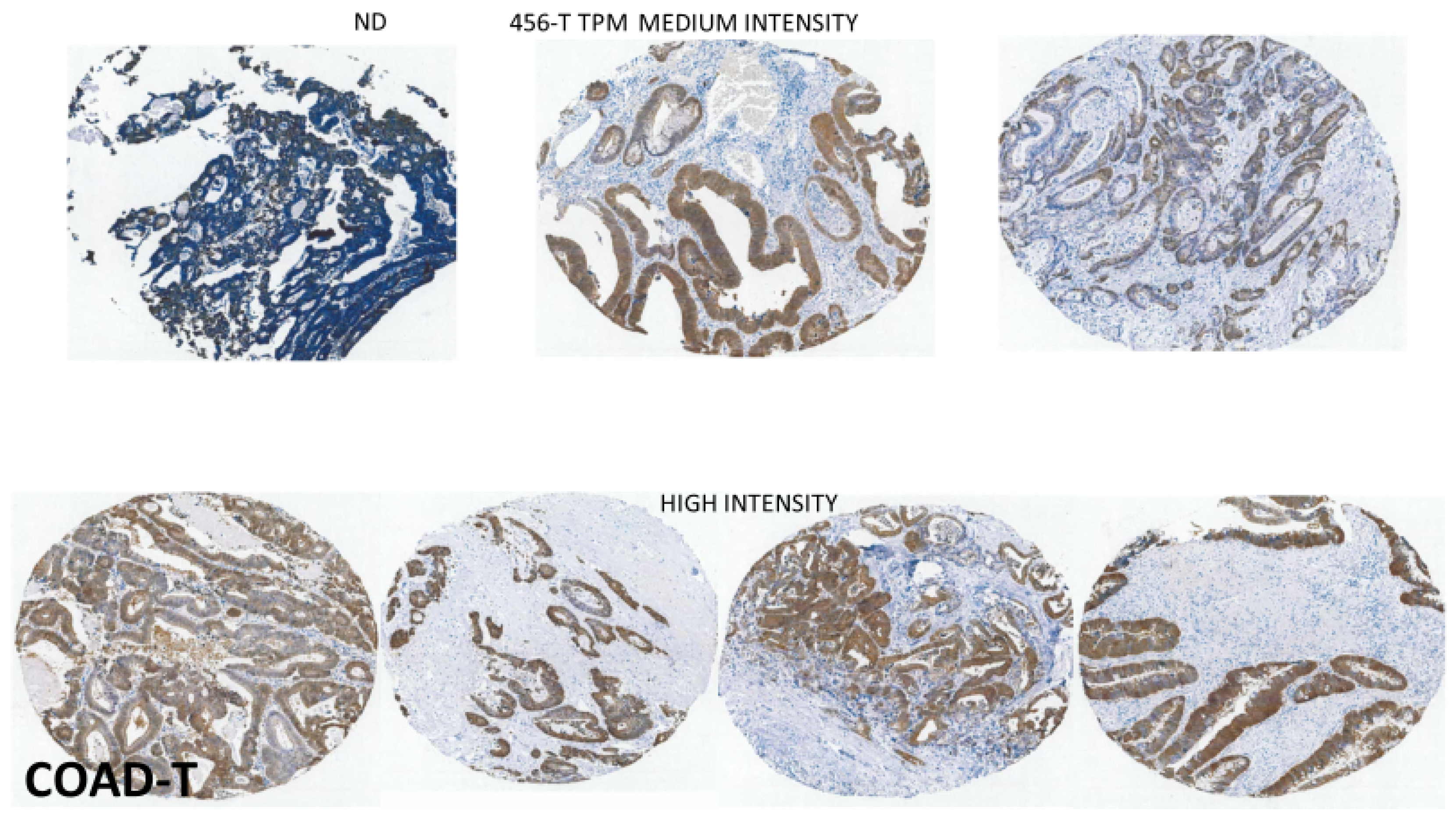 Biomedinformatics 03 00060 g007 Biomedinformatics 03 00060 g007